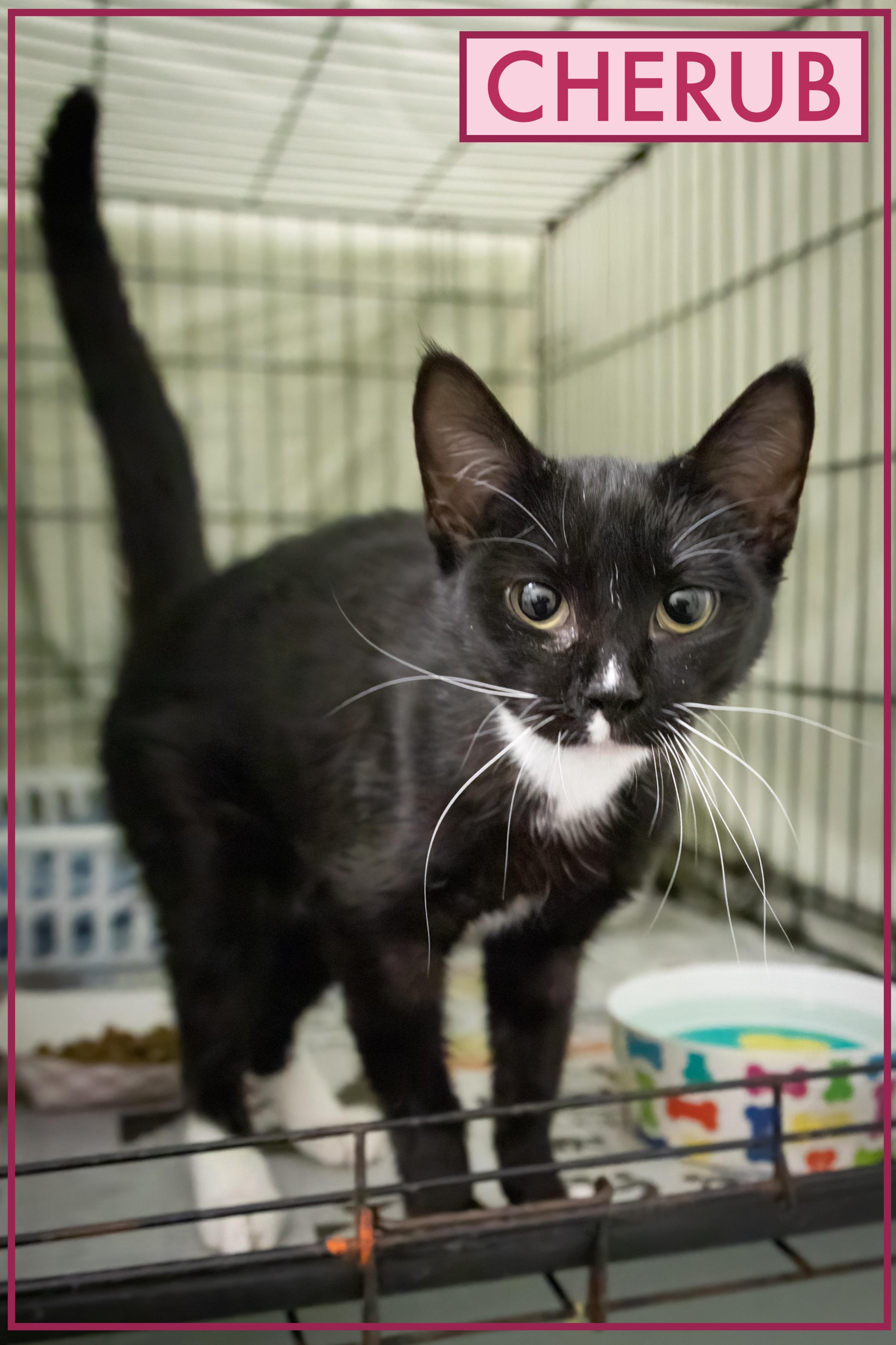 Cherub (FCID# 10/22/2025 - 42 Trainer)