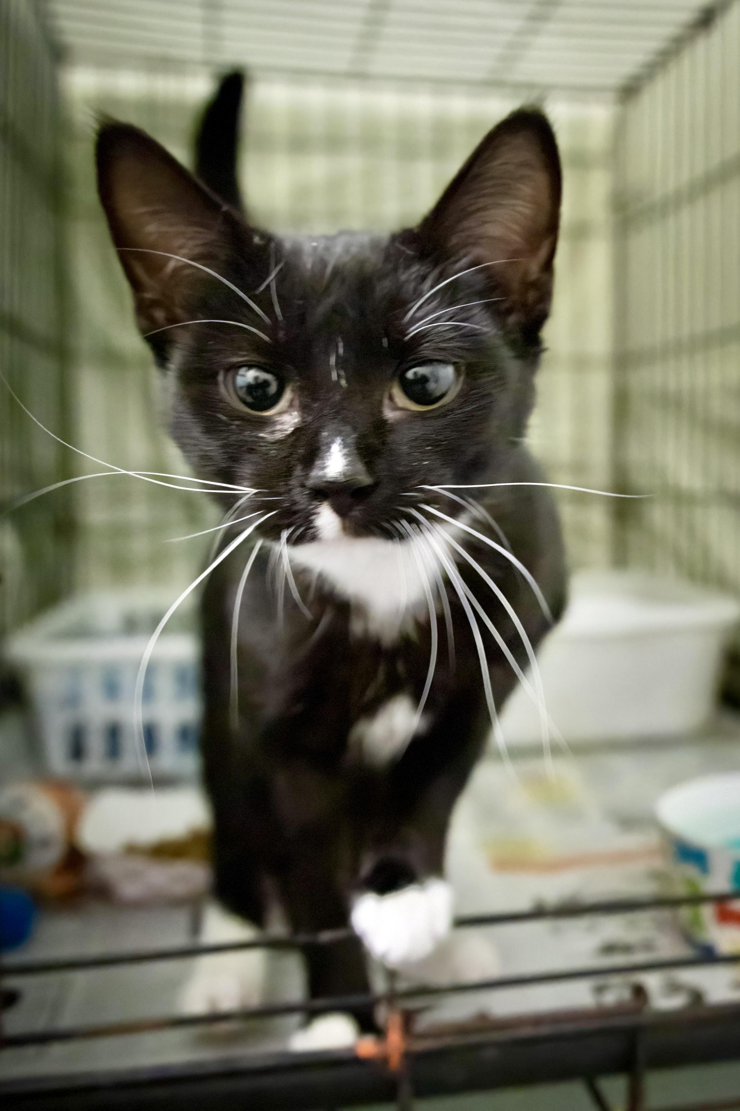 Cherub (FCID# 10/22/2025 - 42 Trainer)