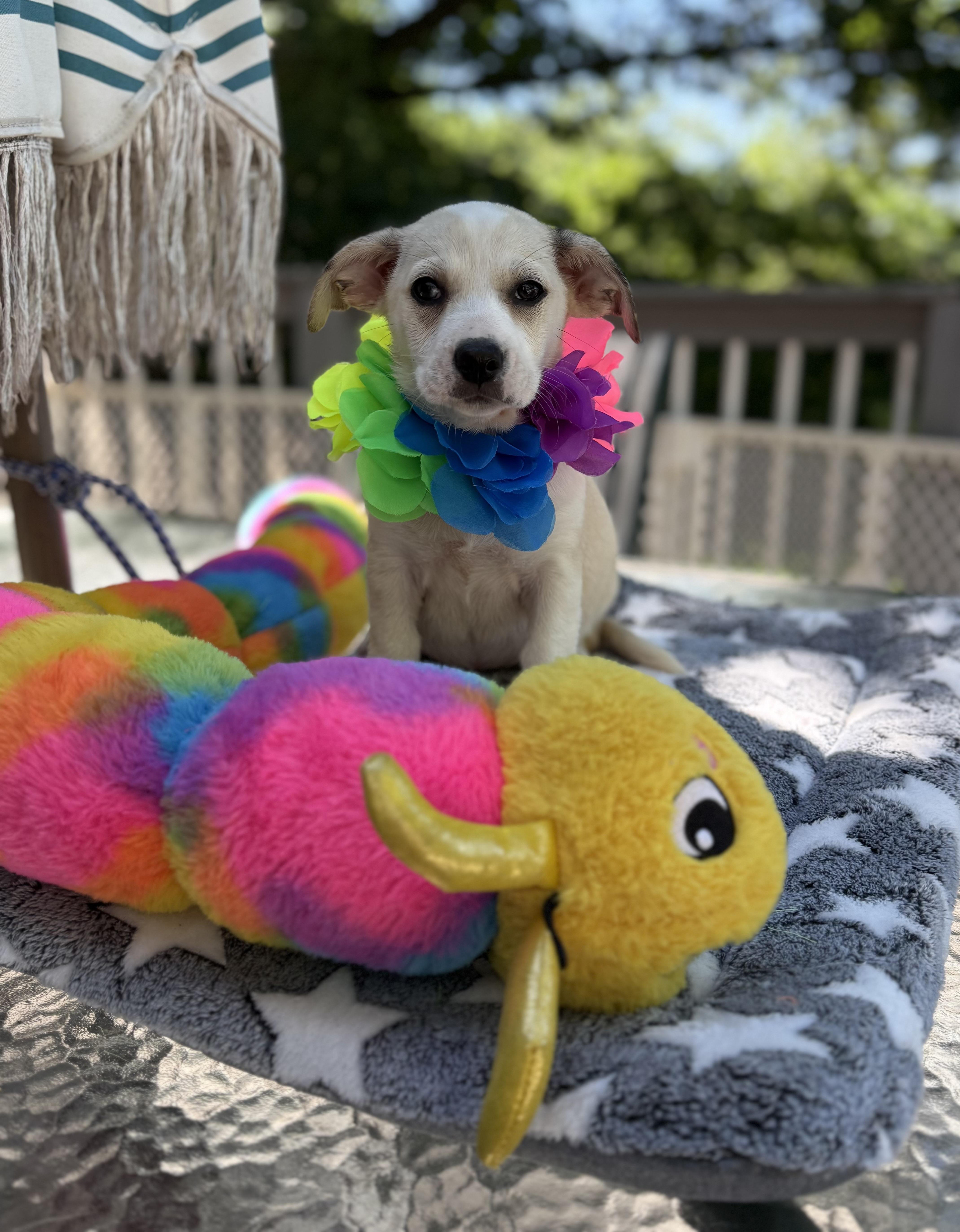 Millie, a ADOPTABLE mixed breed in White Lake, MI image 4/6
