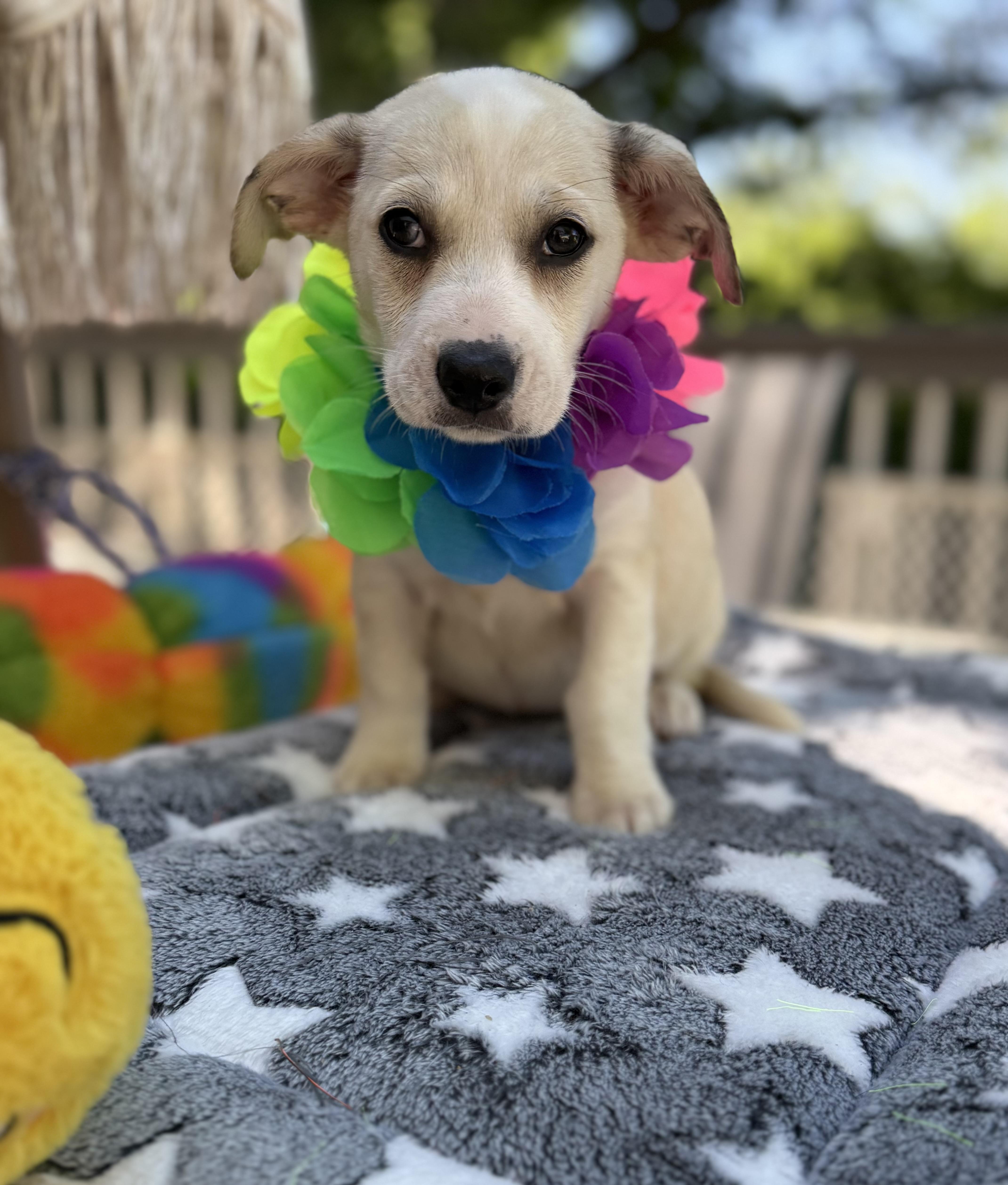 Millie, a ADOPTABLE mixed breed in White Lake, MI image 6/6