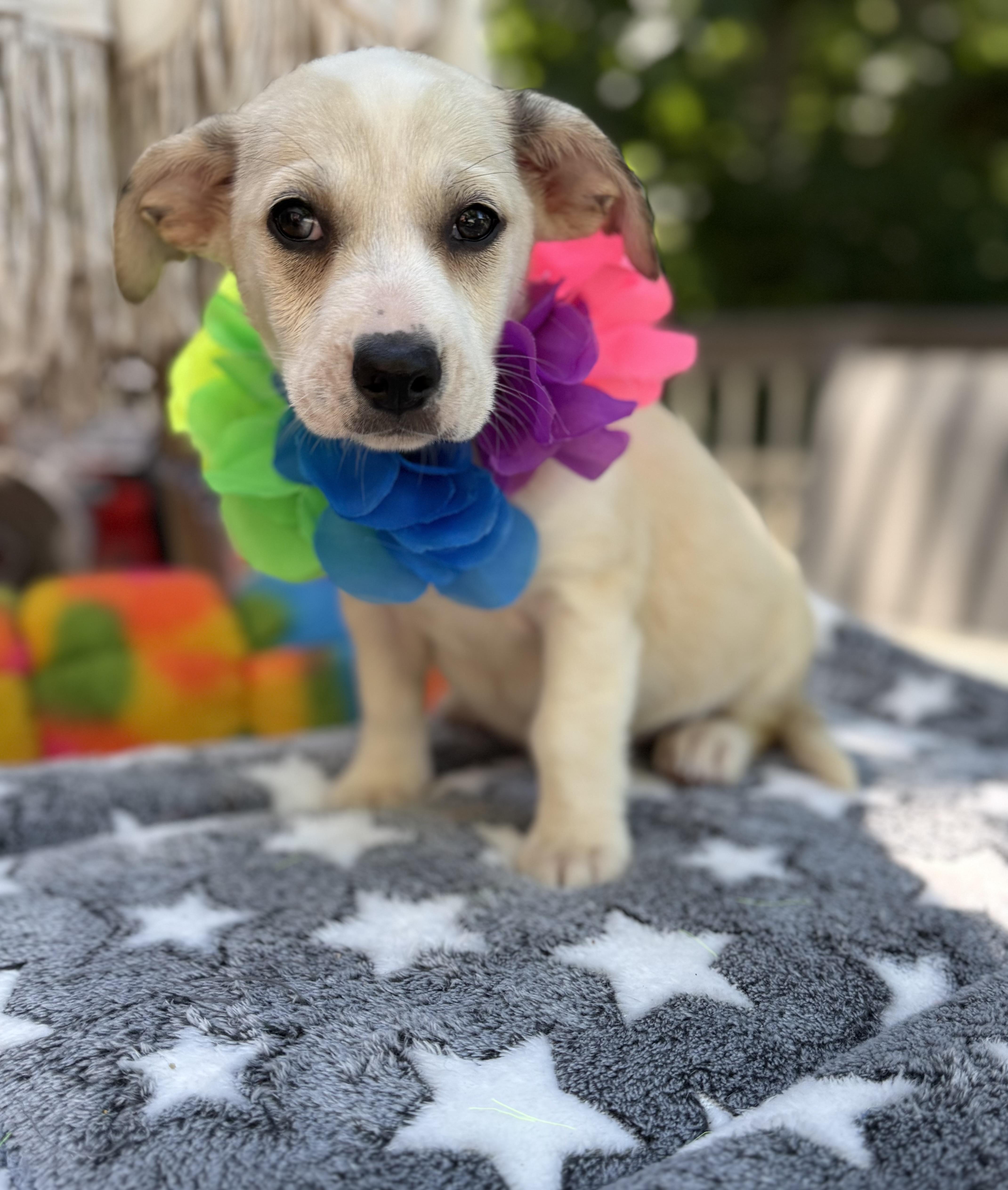 Millie, a ADOPTABLE mixed breed in White Lake, MI image 3/6