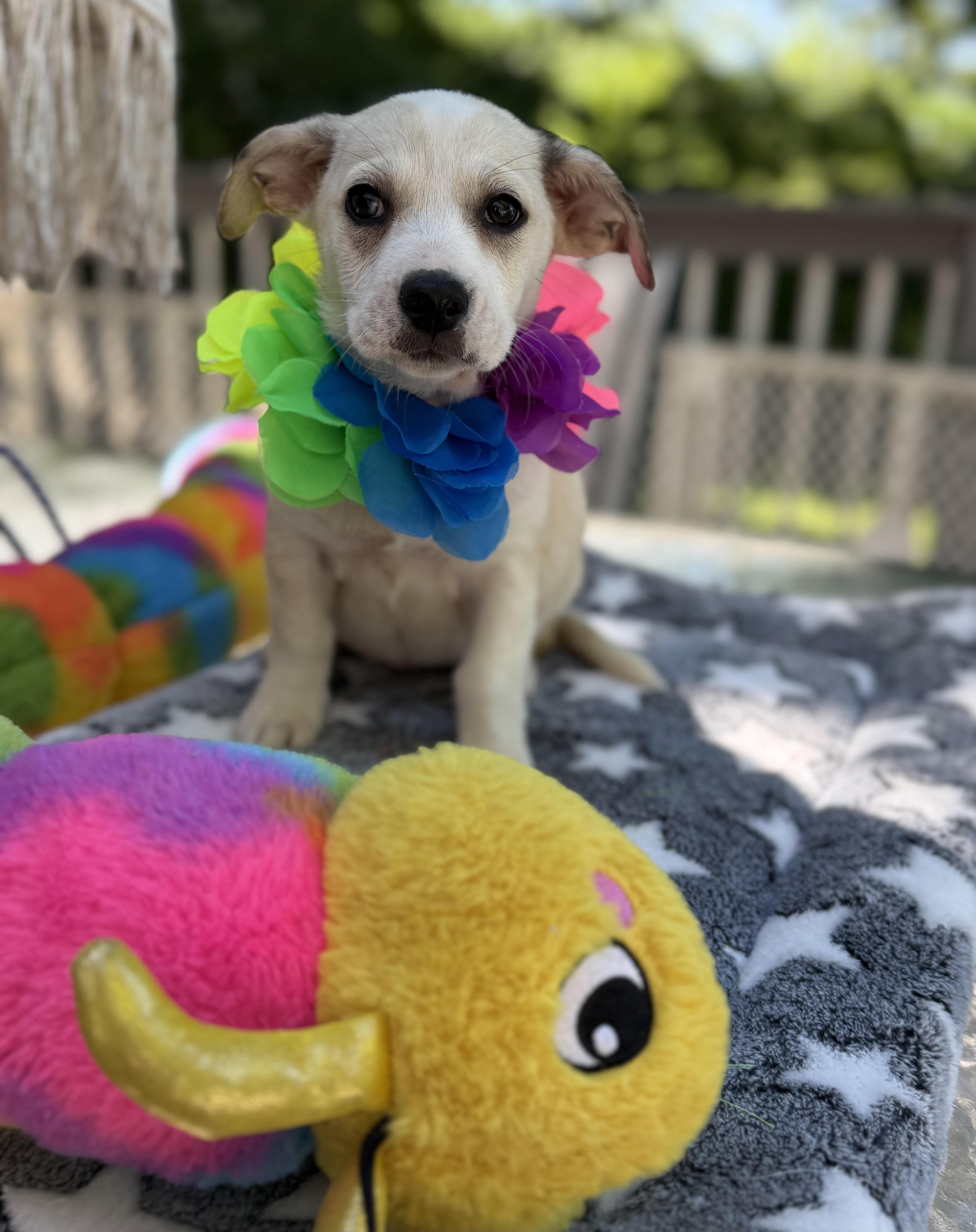 Millie, a ADOPTABLE mixed breed in White Lake, MI image 5/6