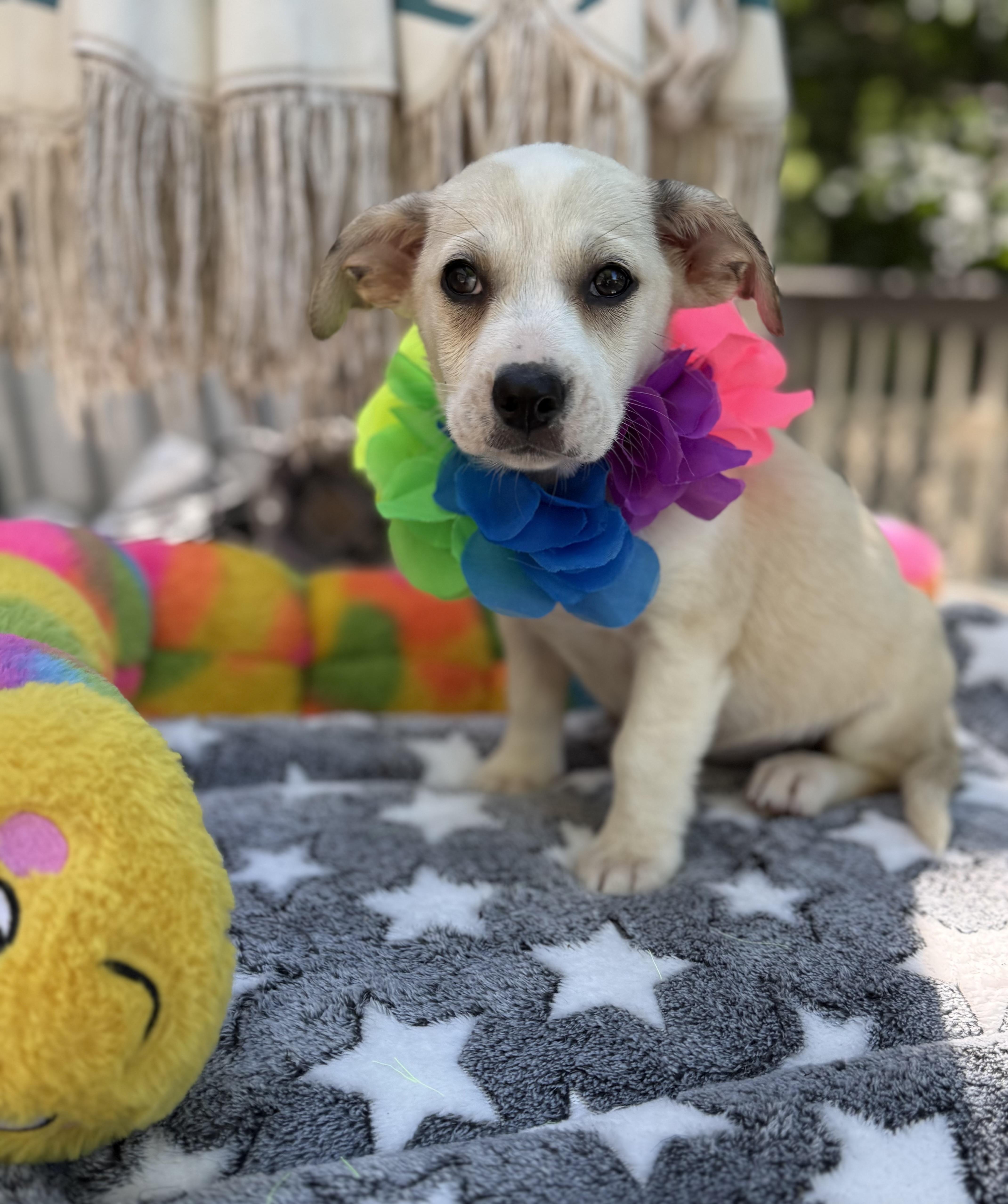 Millie, ADOPTABLE, Puppy Female Golden Retriever & Australian Shepherd.