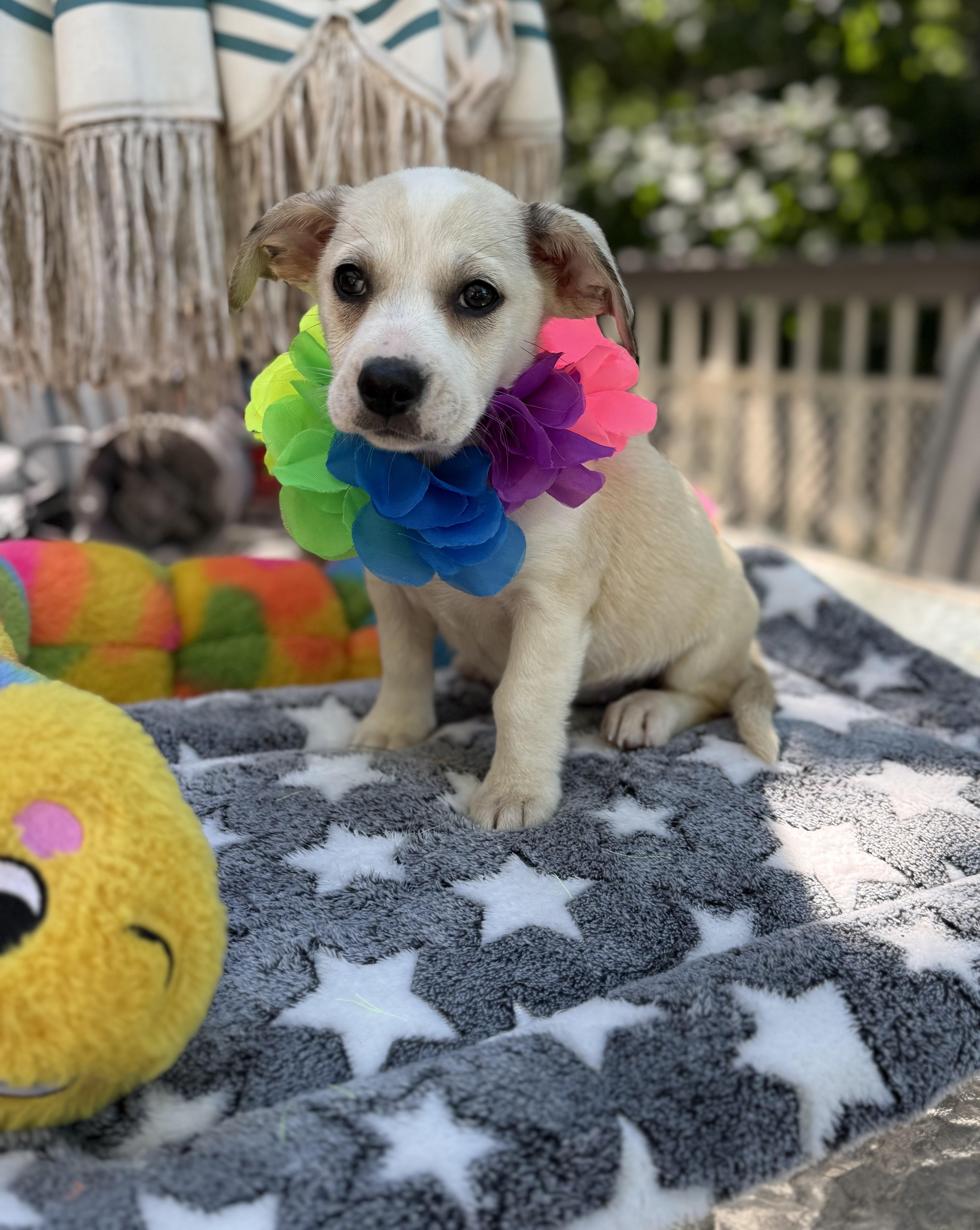 Millie, a ADOPTABLE mixed breed in White Lake, MI image 2/6