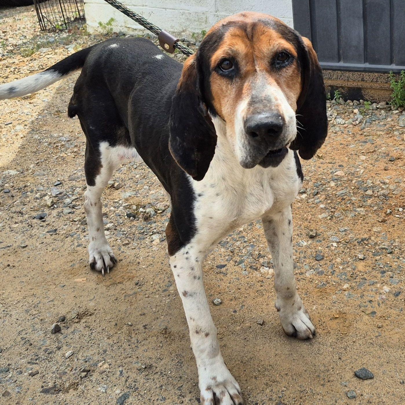 Enlarge Cindy, a ADOPTABLE Coonhound in Cumberland , VA image 1/2