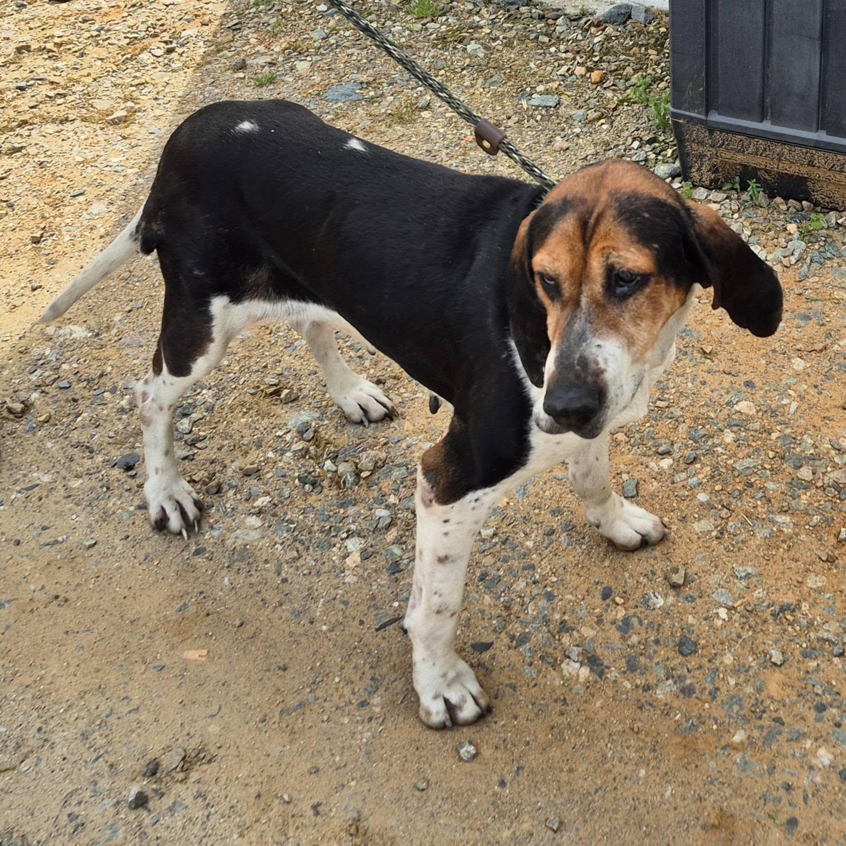 Enlarge Cindy, a ADOPTABLE Coonhound in Cumberland , VA image 2/2
