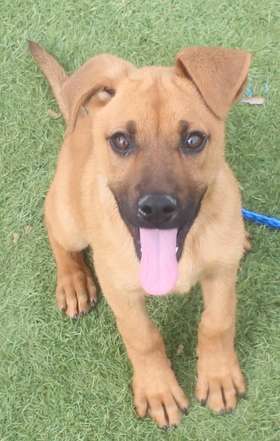 CHOCOLATE (AVAILABLE 4/13/26), adopted, Young Female German Shepherd Dog.