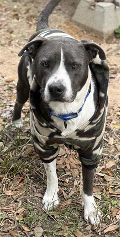 LEVI, Adoptable, Young Male Staffordshire Bull Terrier.
