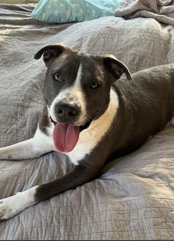 LEVY, Adoptable, Young Male Staffordshire Bull Terrier.