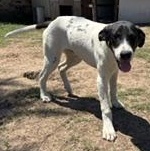 Enlarge SCOUT - Transport Available, a Adoptable English Foxhound in Denver, CO image 1/5