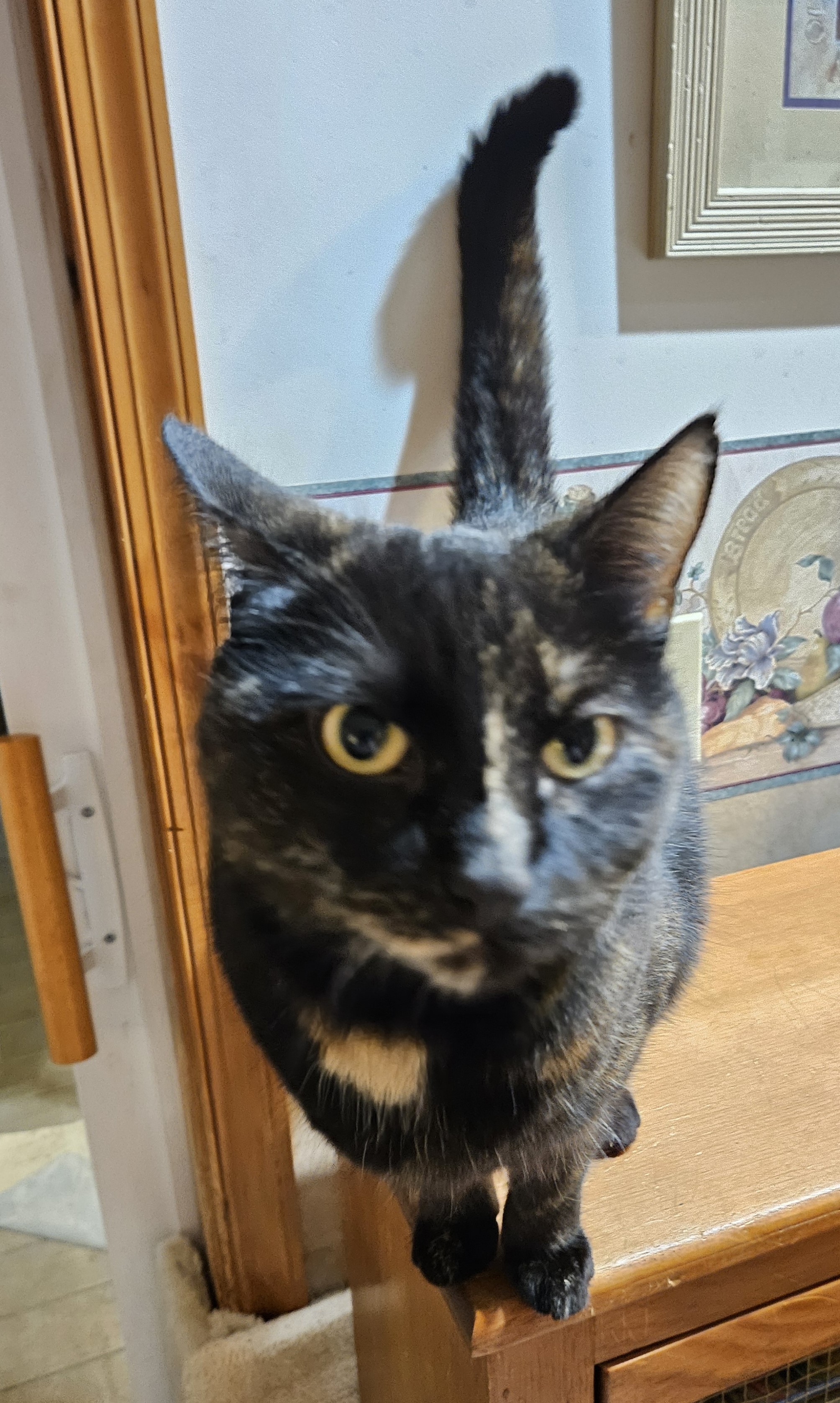 Enlarge Mocha, a Adoptable Domestic Short Hair in New Cumberland, PA image 1/6