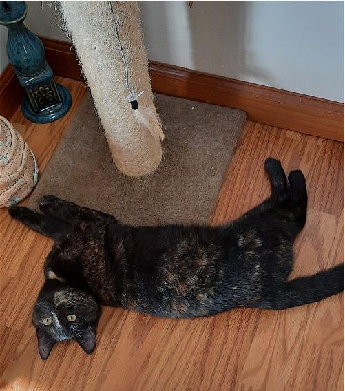 Enlarge Mocha, a Adoptable Domestic Short Hair in New Cumberland, PA image 2/6