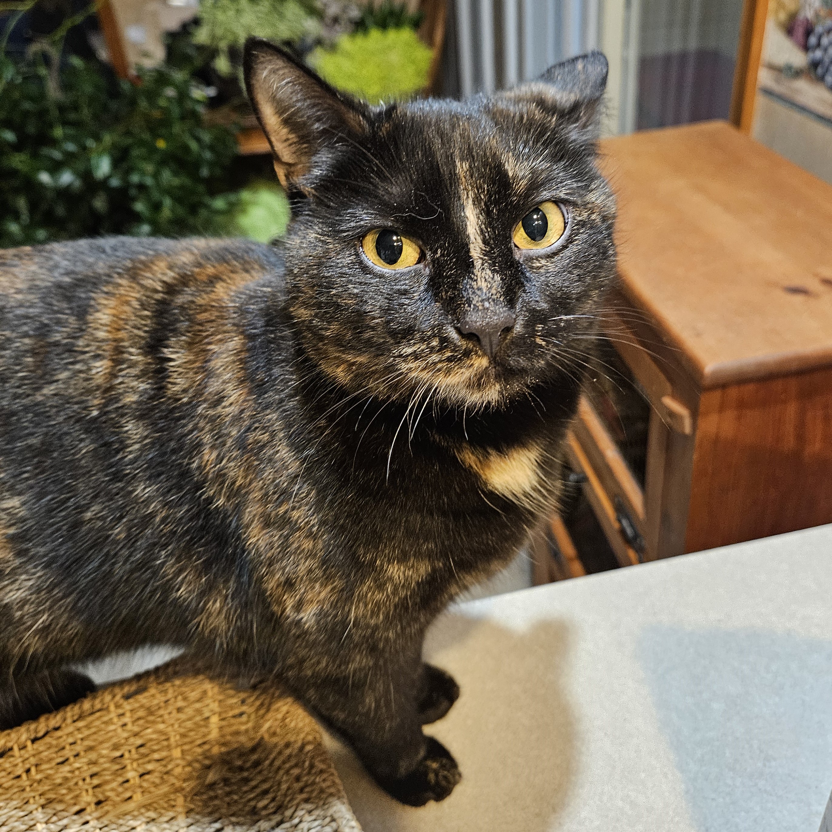 Enlarge Mocha, a Adoptable Domestic Short Hair in New Cumberland, PA image 3/6