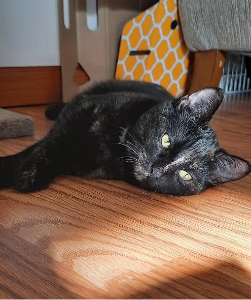 Mocha, Adoptable, Adult Female Domestic Short Hair.