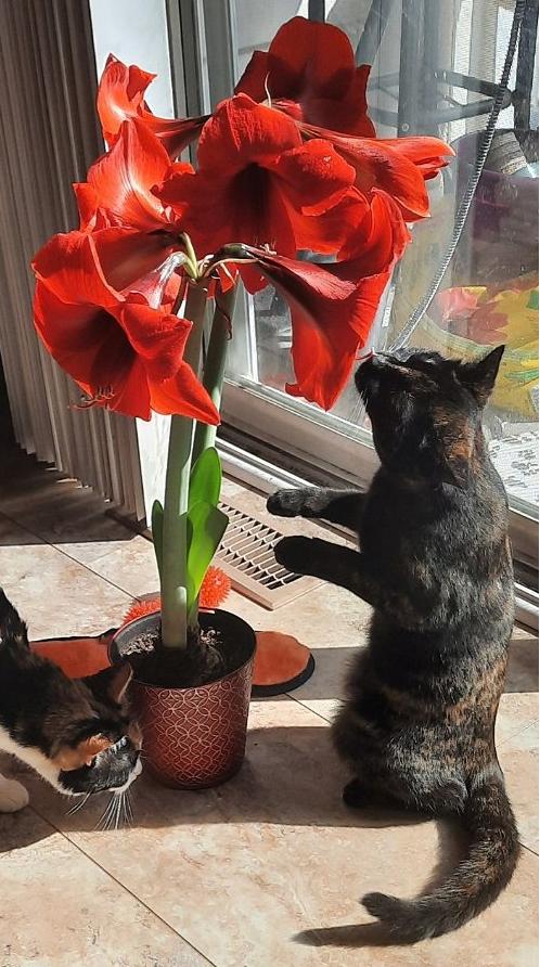 Enlarge Mocha, a Adoptable Domestic Short Hair in New Cumberland, PA image 6/6