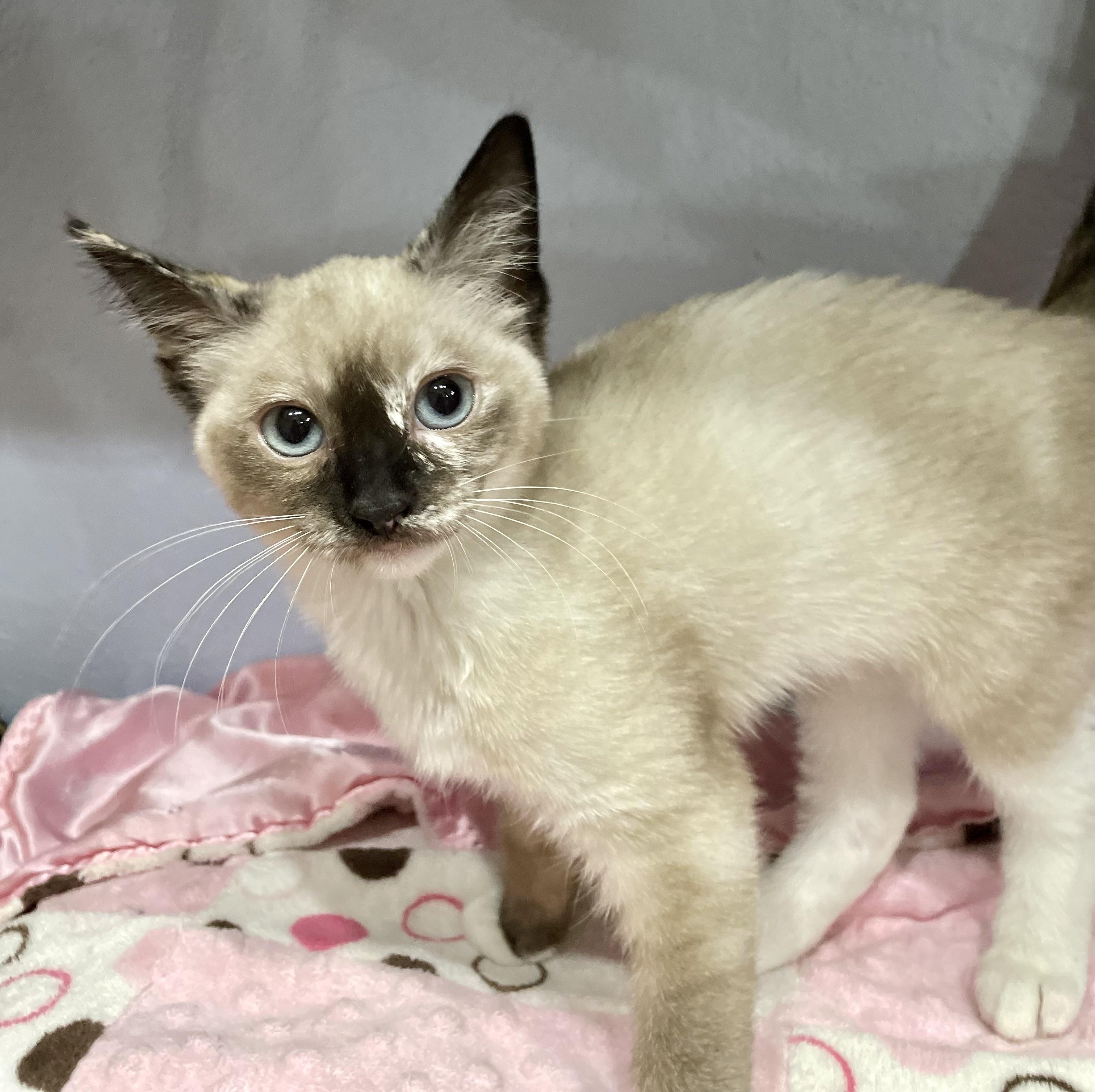 Seraphina, Baby Female unknown