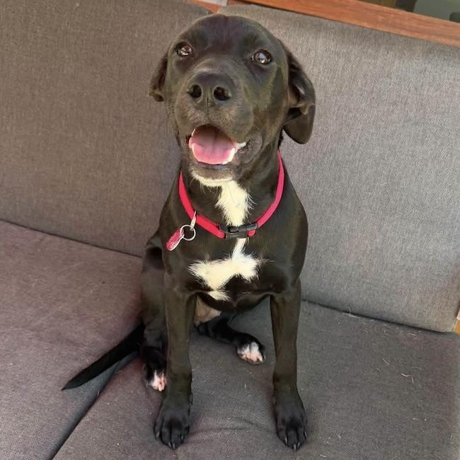 Braya, Adoptable, Young Female Labrador Retriever.