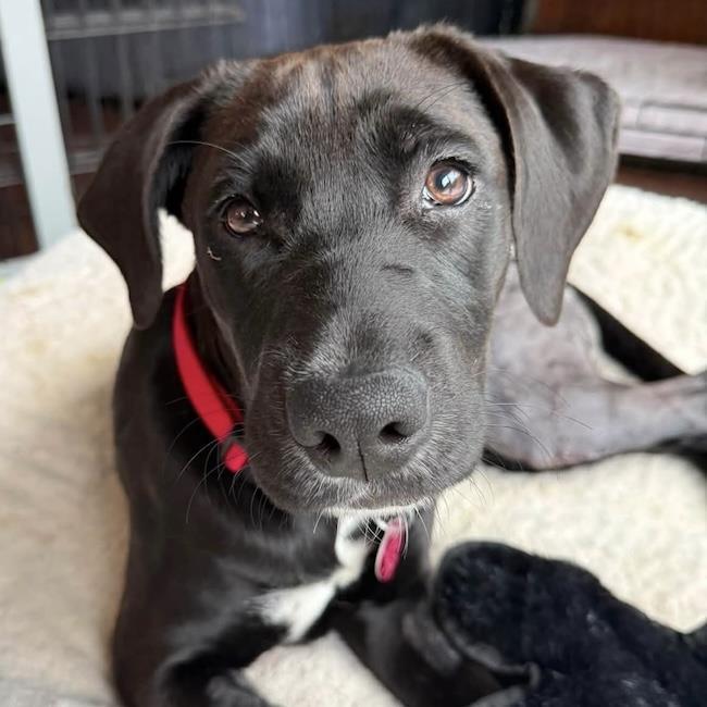 Braya, a Adoptable Labrador Retriever in San Diego, CA image 2/3