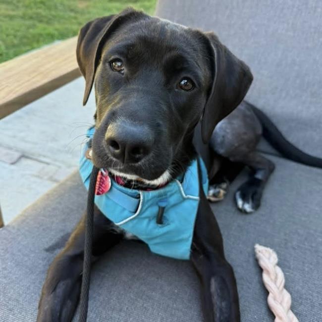 Braya, a Adoptable Labrador Retriever in San Diego, CA image 3/3