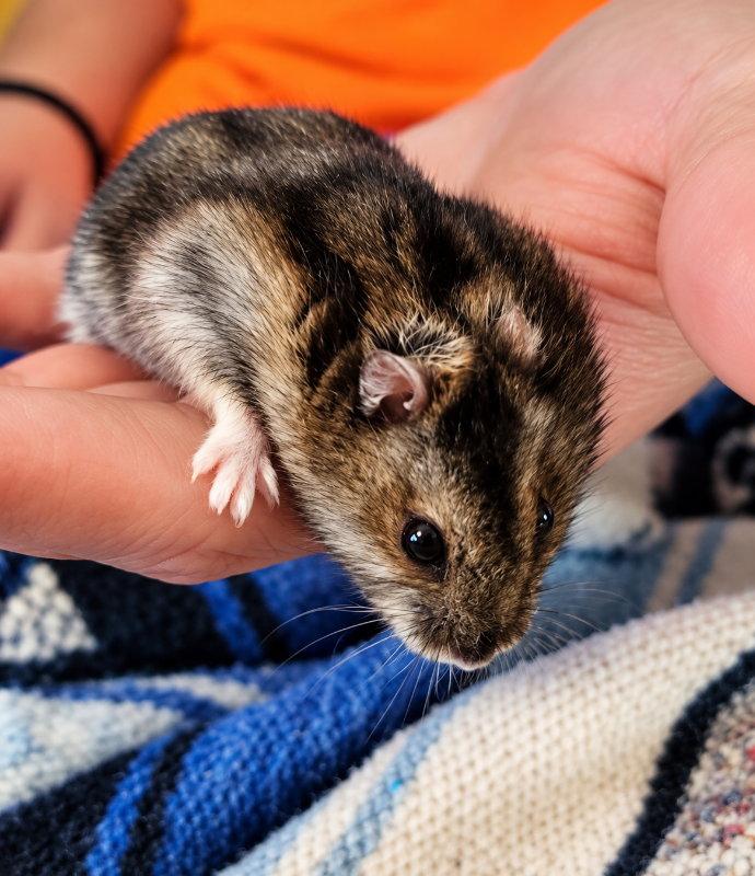 Snowflake ⭐️ 1/2 Off Adoption Fee, Adoptable, Adult Male Hamster.