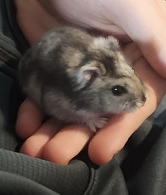 Snowflake ⭐️, Adoptable, Adult Male Hamster.