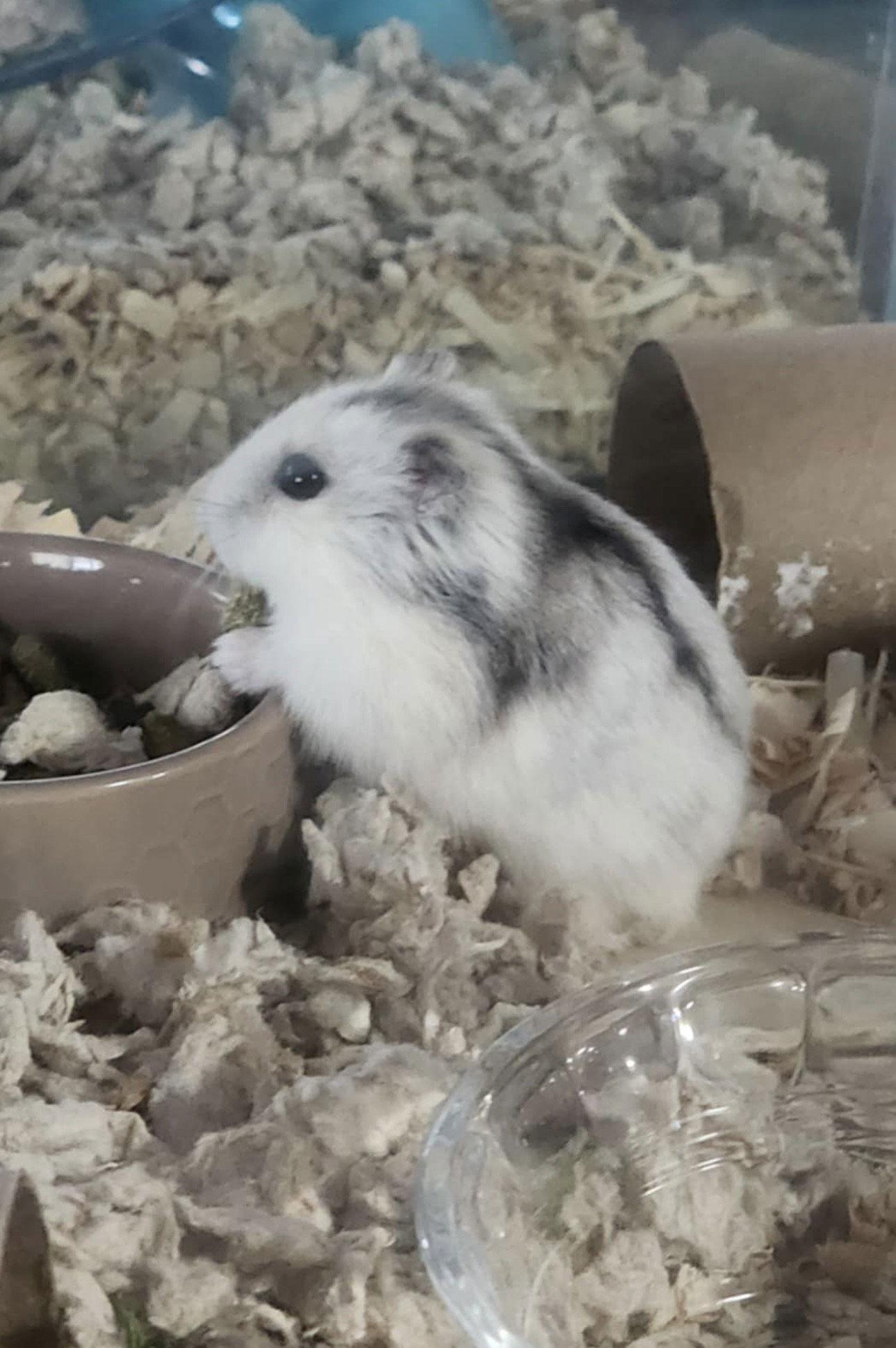 Snowflake ⭐️, Adoptable, Adult Male Hamster.