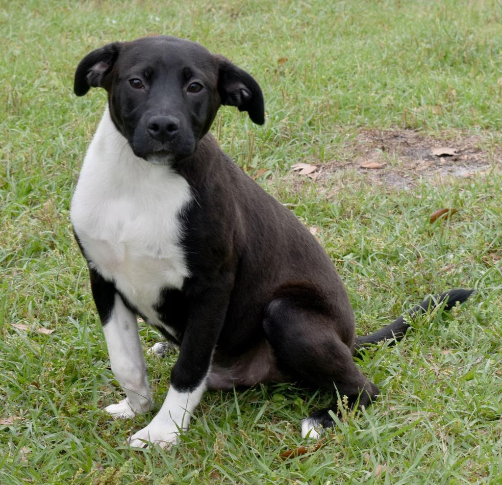 Tag, Adoptable, Puppy Male Mixed Breed.