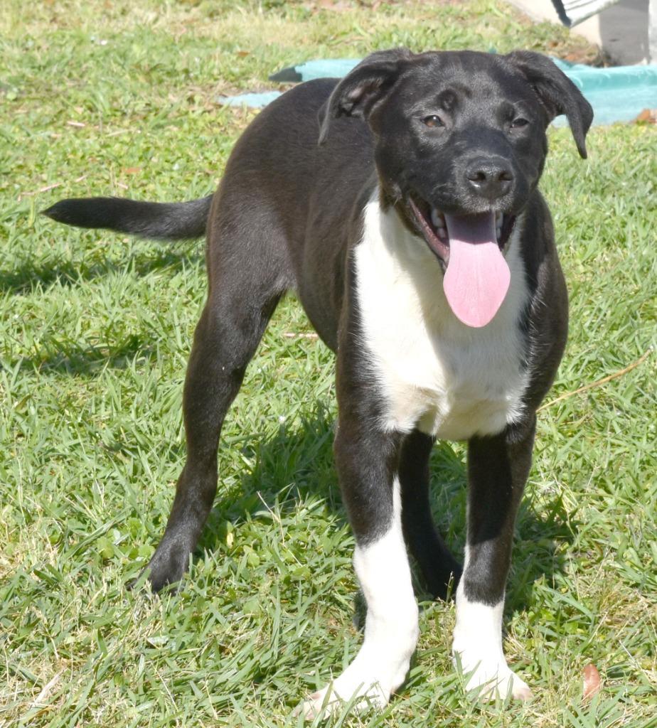 Enlarge Tag, a Adoptable mixed breed in Kingsland, GA image 2/4
