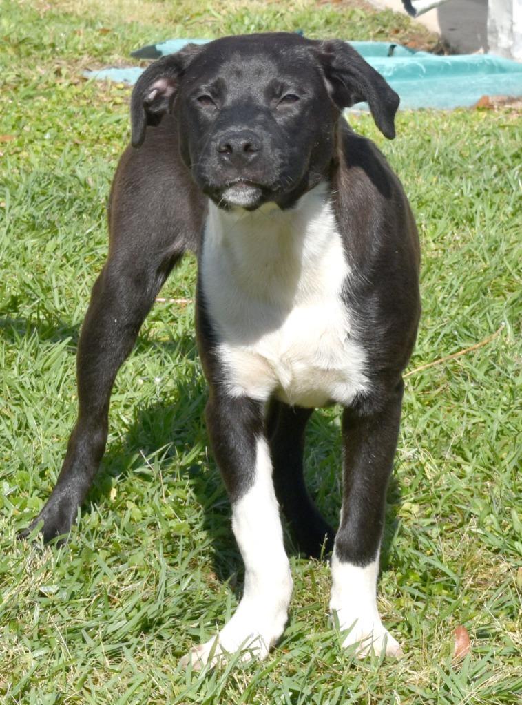 Enlarge Tag, a Adoptable mixed breed in Kingsland, GA image 3/4