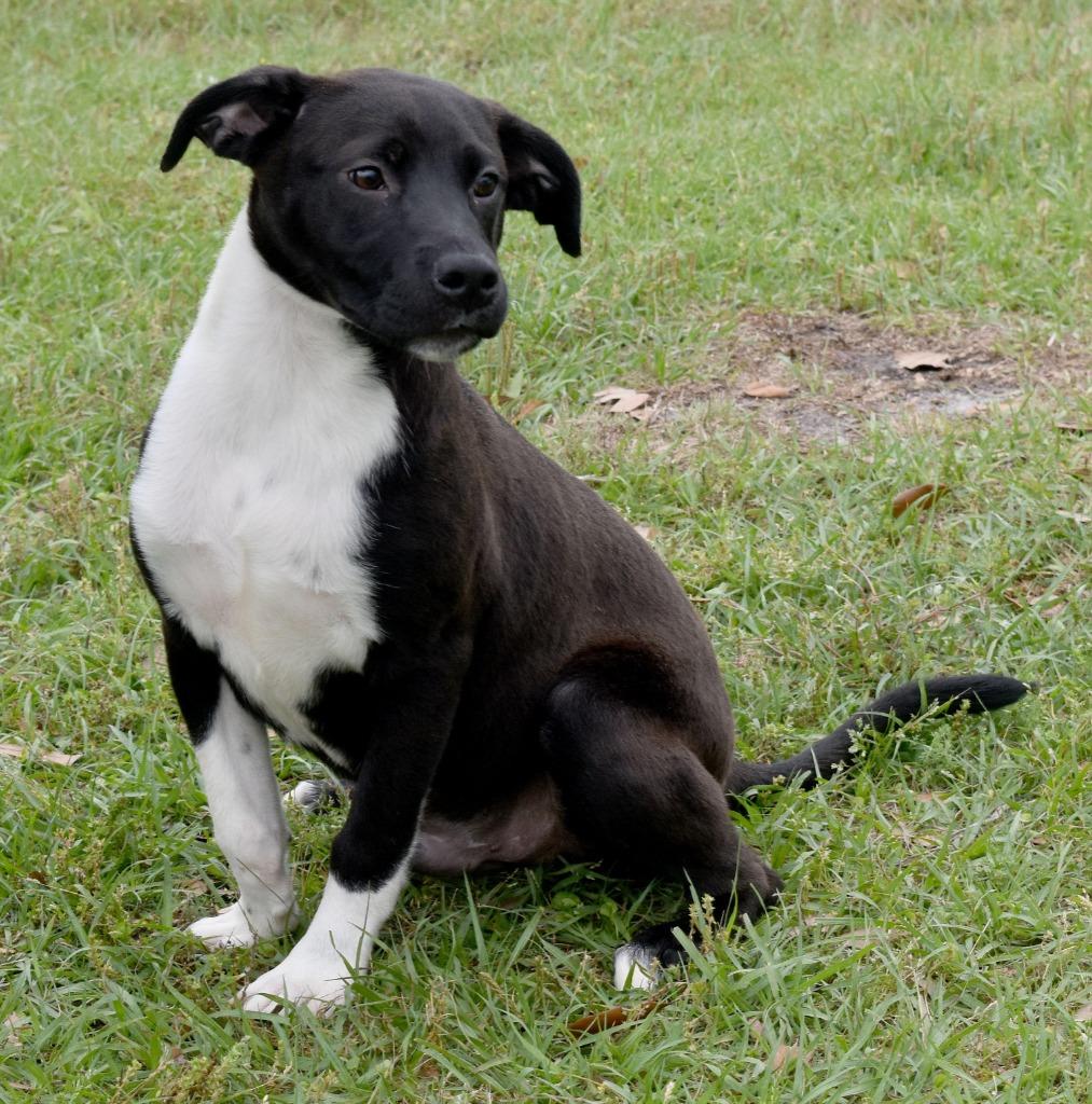 Enlarge Tag, a Adoptable mixed breed in Kingsland, GA image 4/4