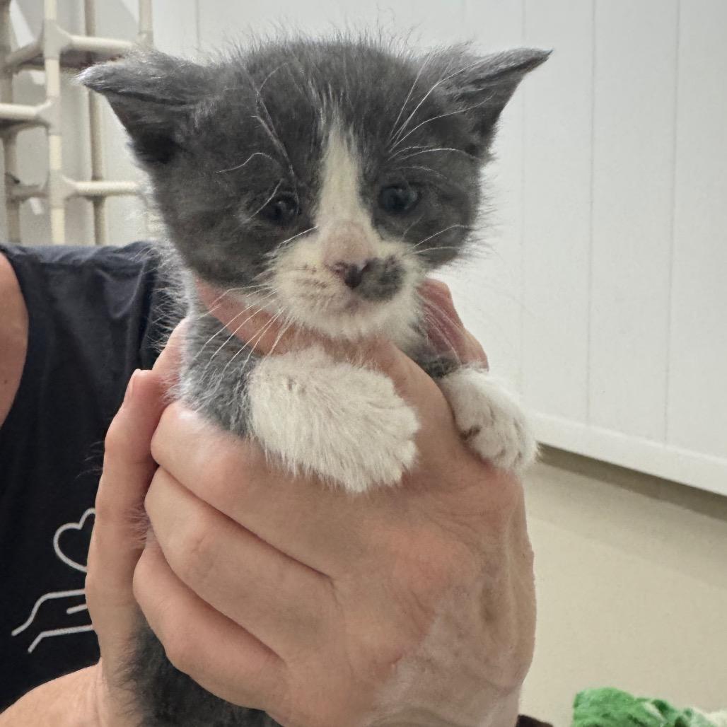 Cleo, Adoptable, Kitten Female Domestic Short Hair.