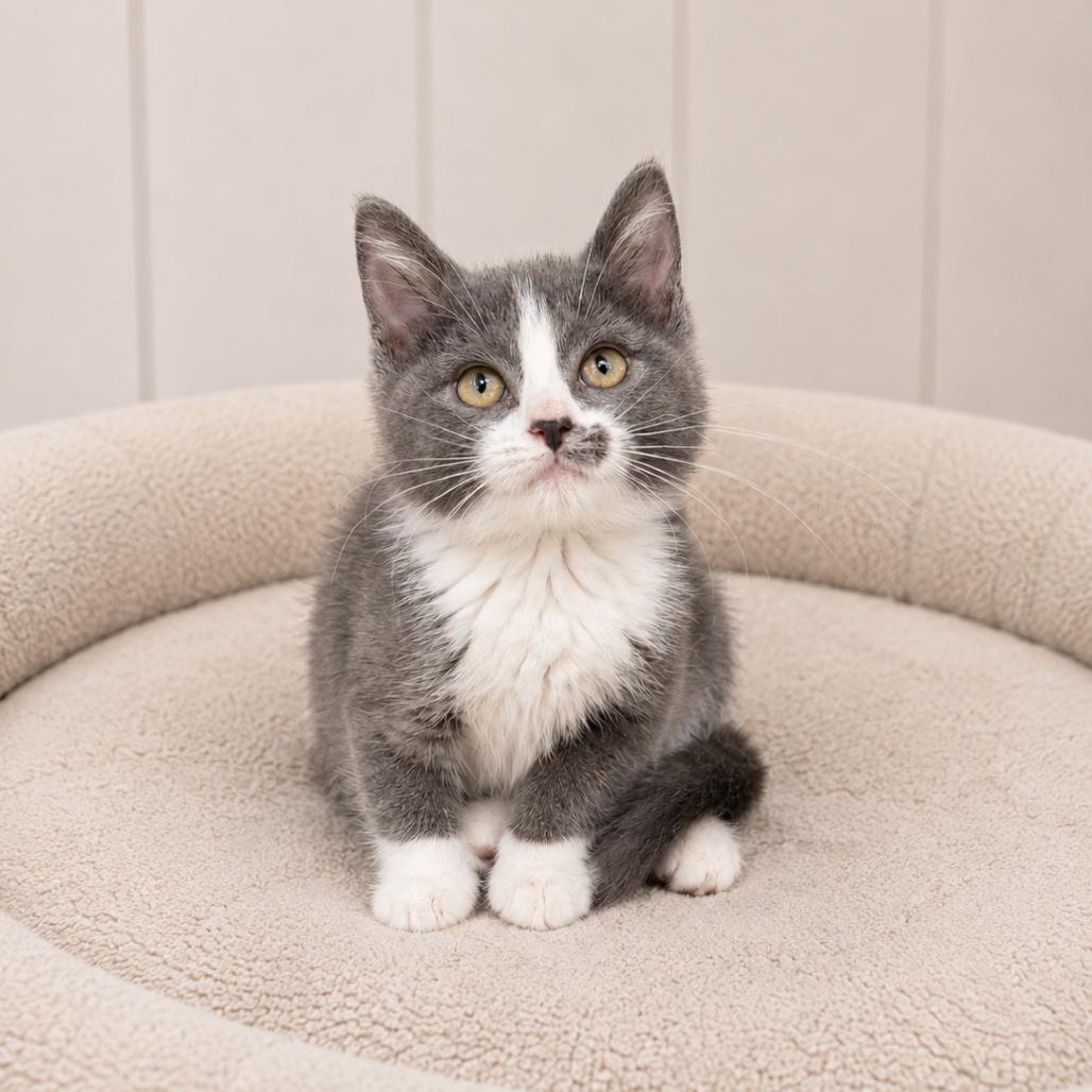 Cleo, a Adoptable Domestic Short Hair in Redwood Falls, MN image 2/2