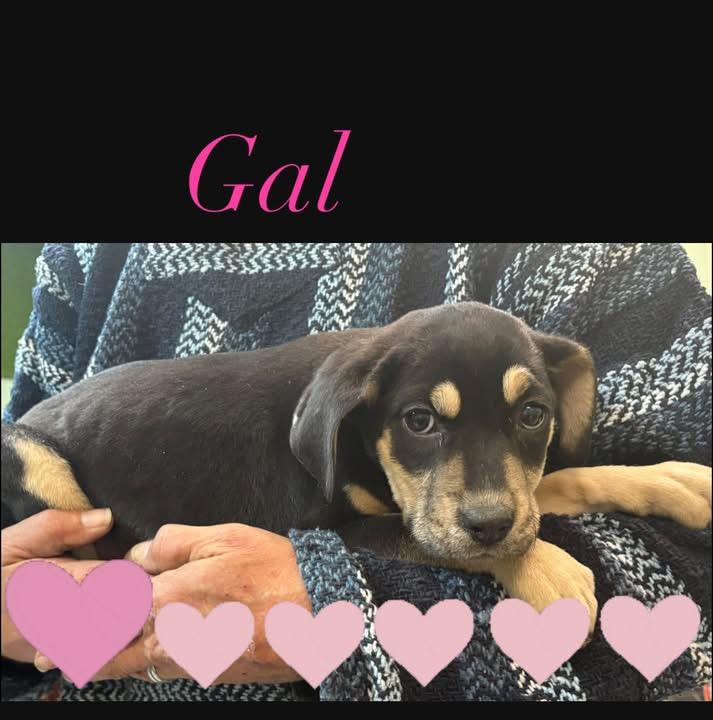 Enlarge Gal, a ADOPTABLE mixed breed in GLEN MILLS, PA image 2/2