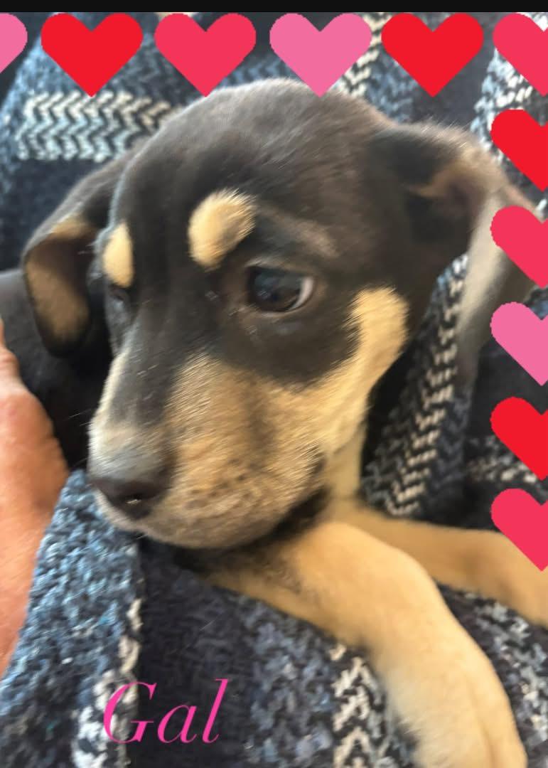 Gal, ADOPTABLE, Puppy Female Rottweiler & Boxer.