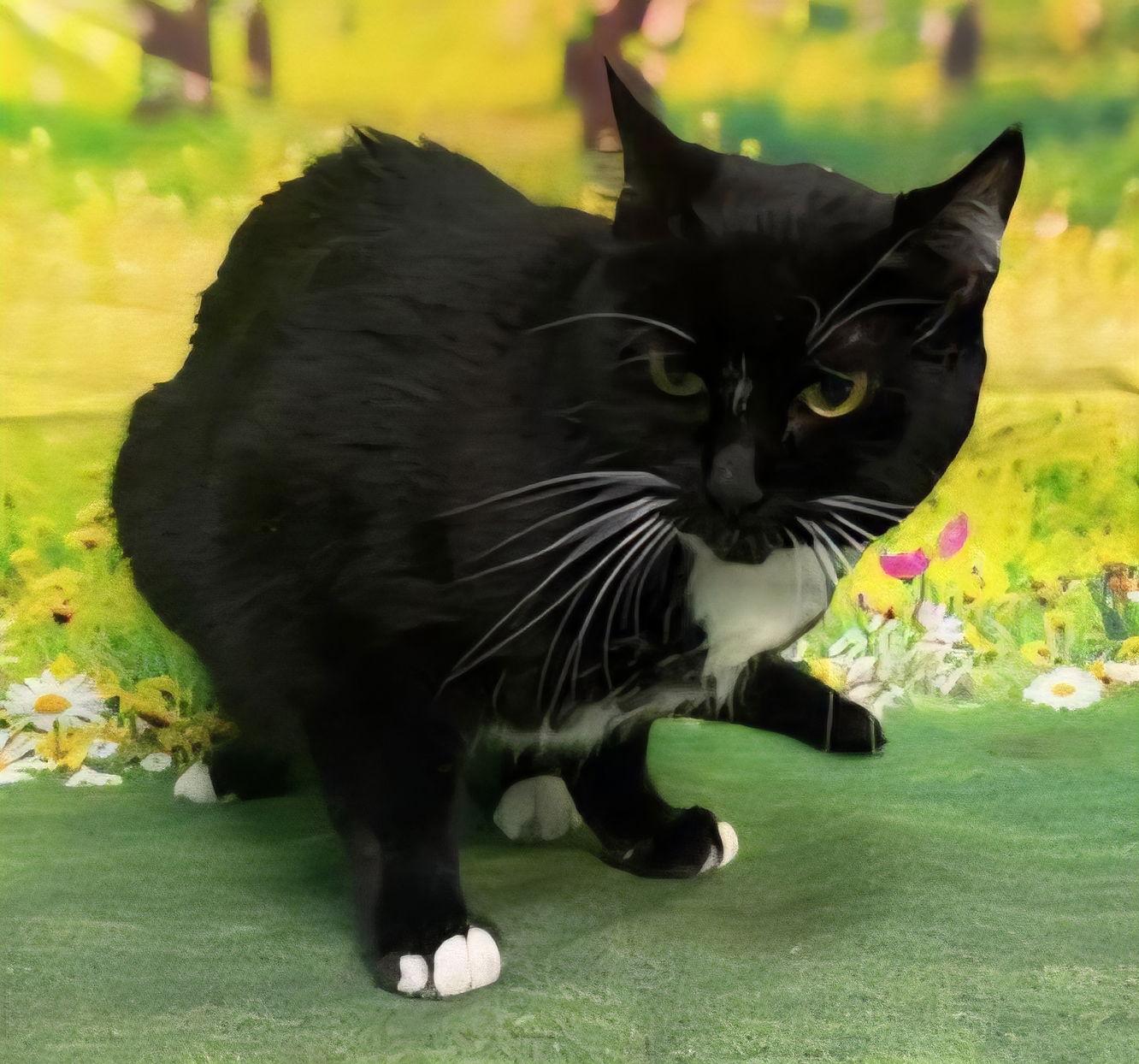 Enlarge 251301  Molly, a Adoptable Domestic Short Hair in Wetumpka, AL image 1/3