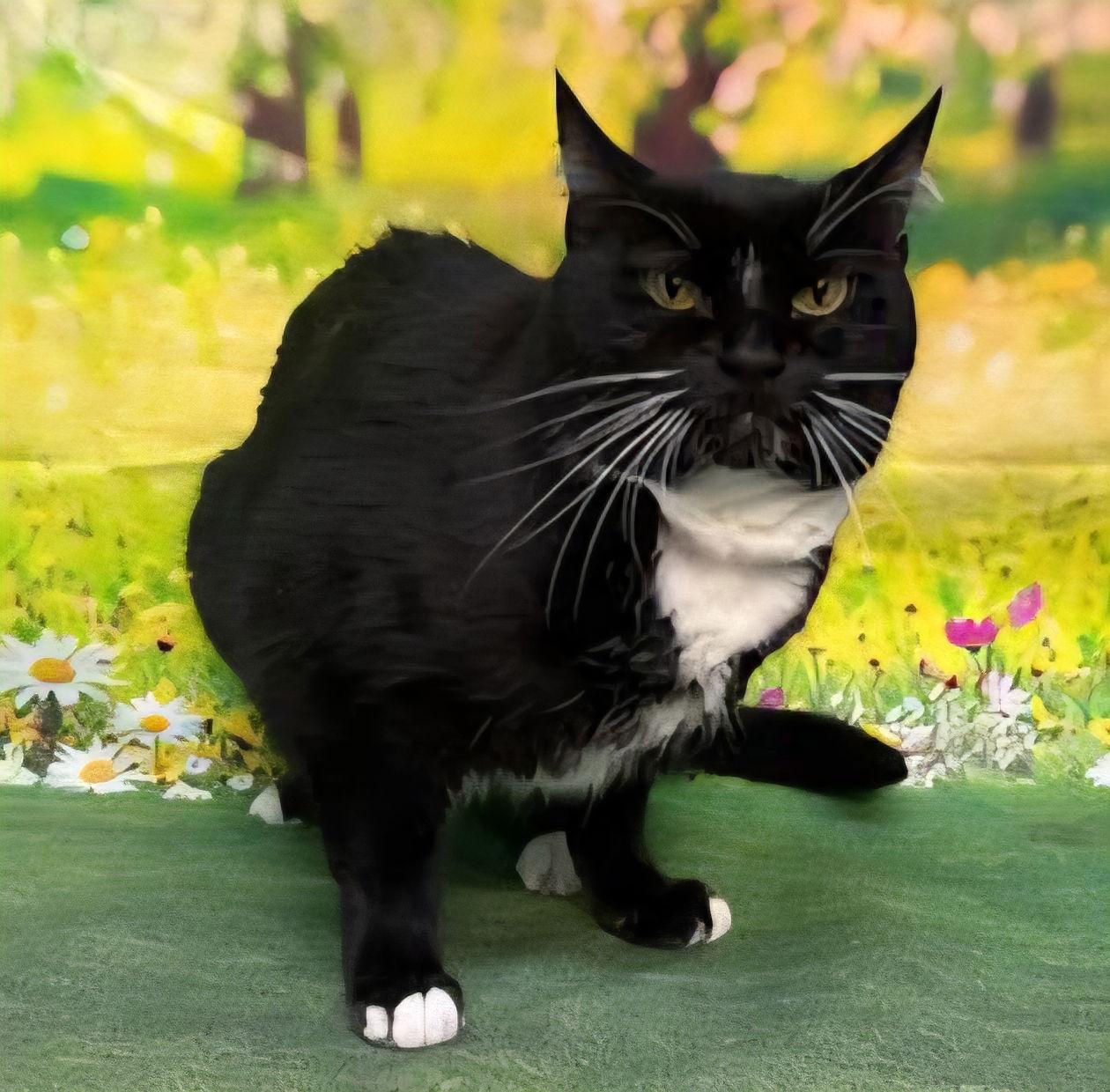 Enlarge 251301  Molly, a Adoptable Domestic Short Hair in Wetumpka, AL image 2/3