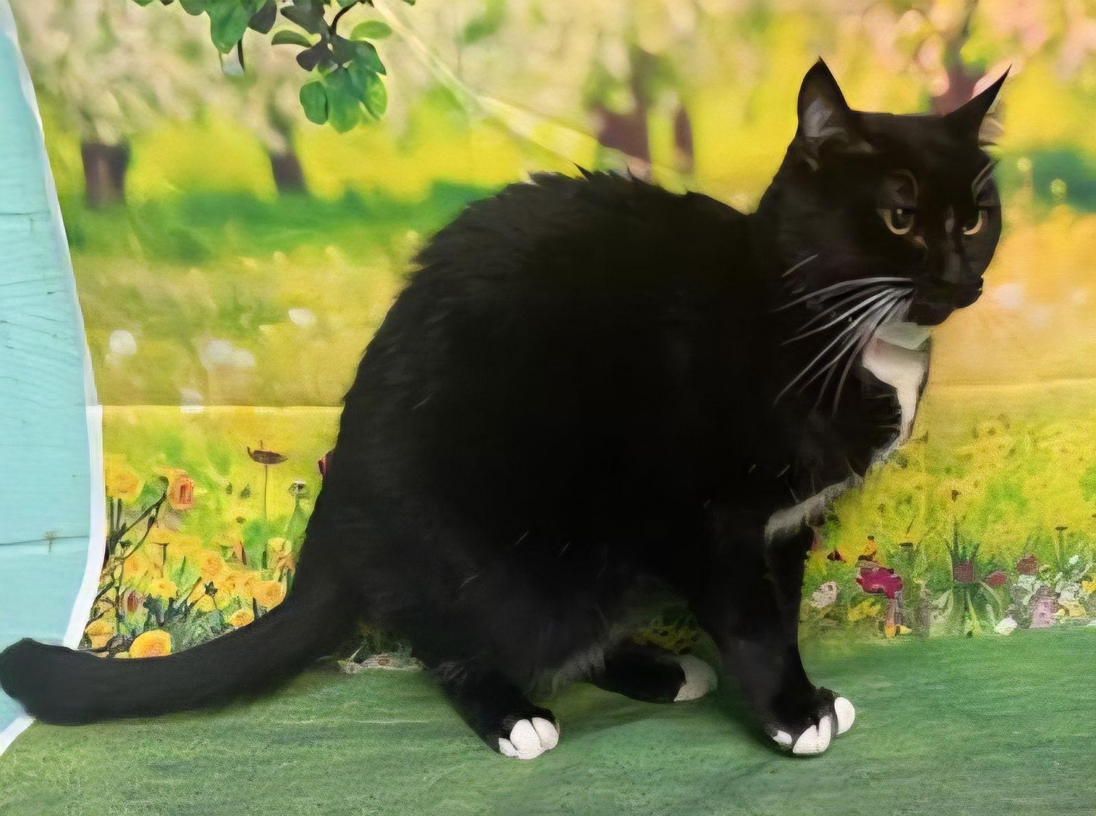 Enlarge 251301  Molly, a Adoptable Domestic Short Hair in Wetumpka, AL image 3/3