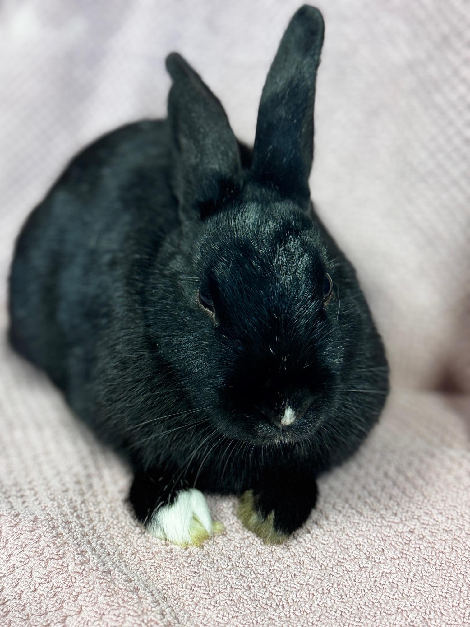 Hera, a Adoptable American in Westerville, OH image 4/5