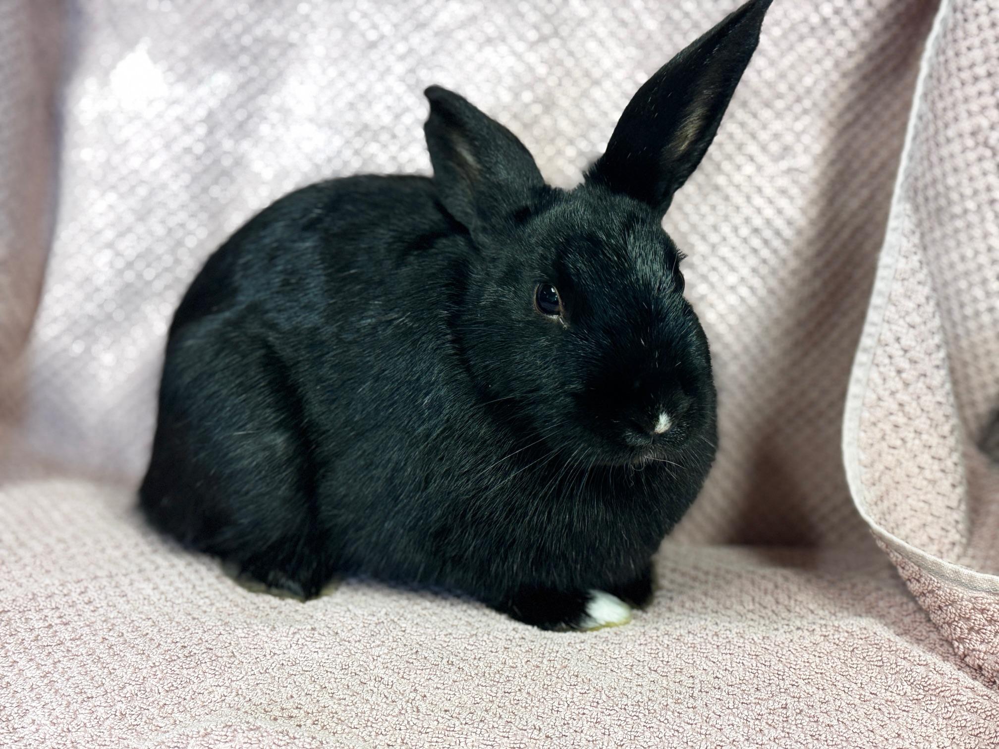 Hera, a Adoptable American in Westerville, OH image 2/5