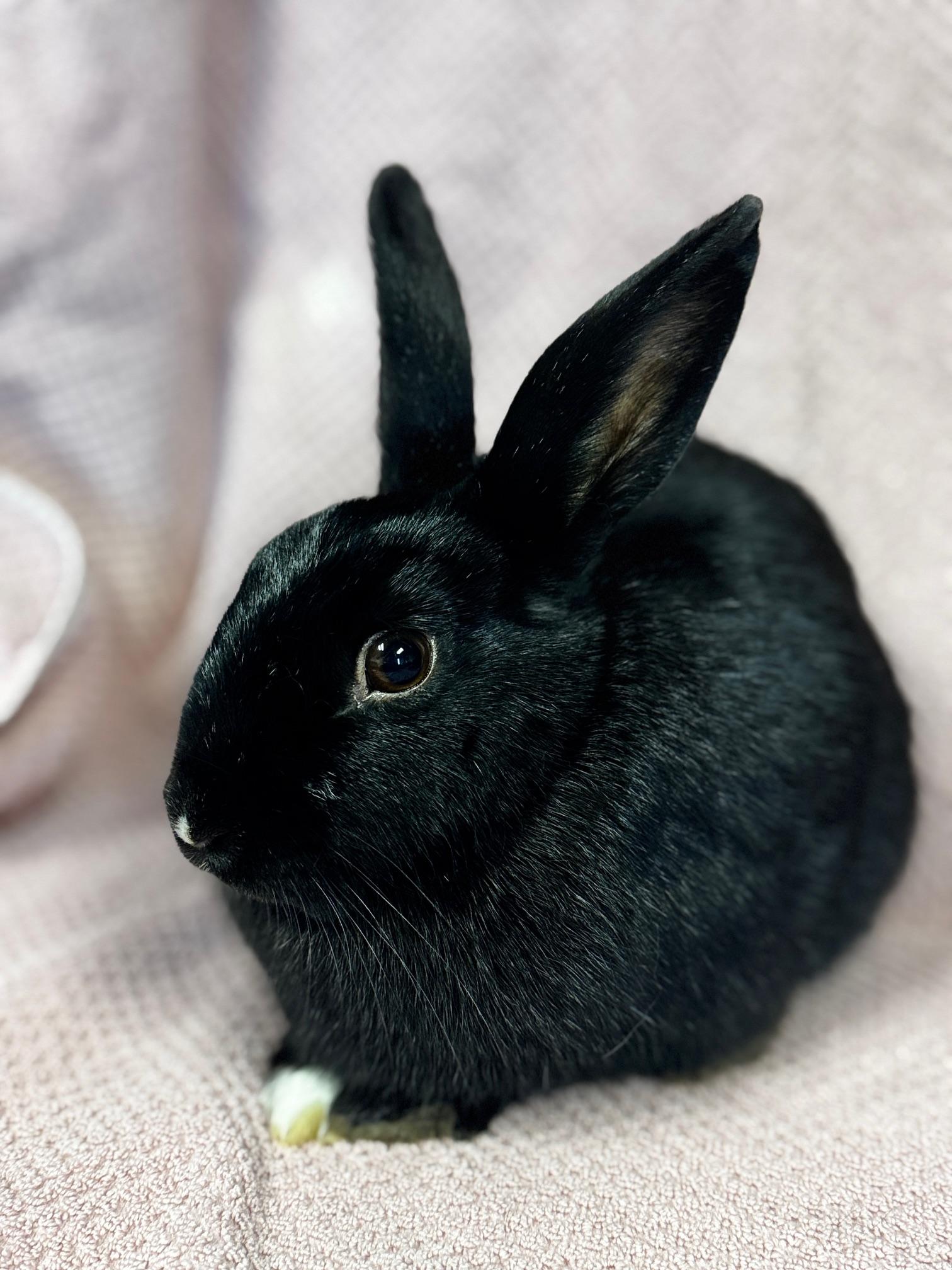 Hera, a Adoptable American in Westerville, OH image 5/5