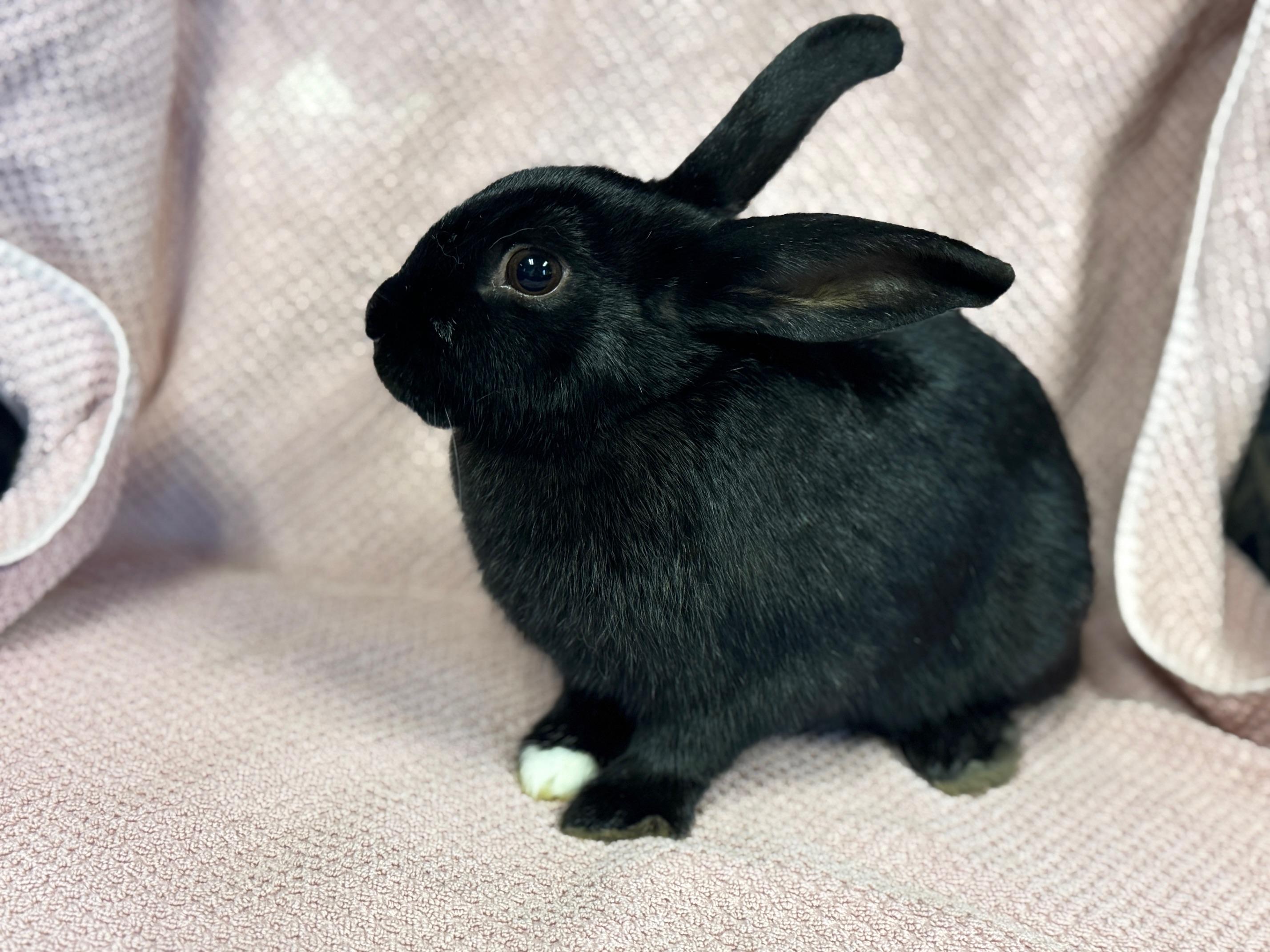 Hera, a Adoptable American in Westerville, OH image 3/5