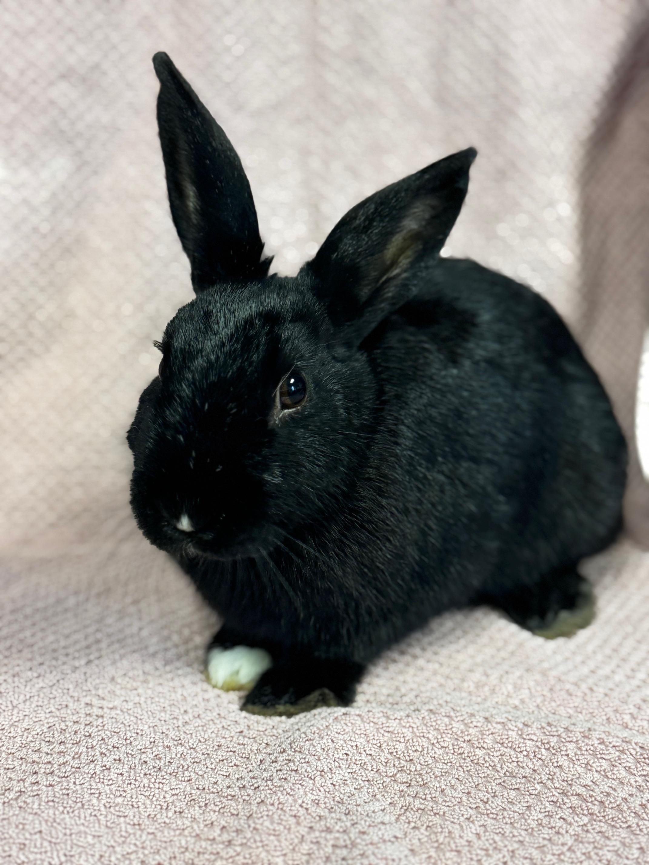 Hera, a Adoptable American in Westerville, OH image 1/5