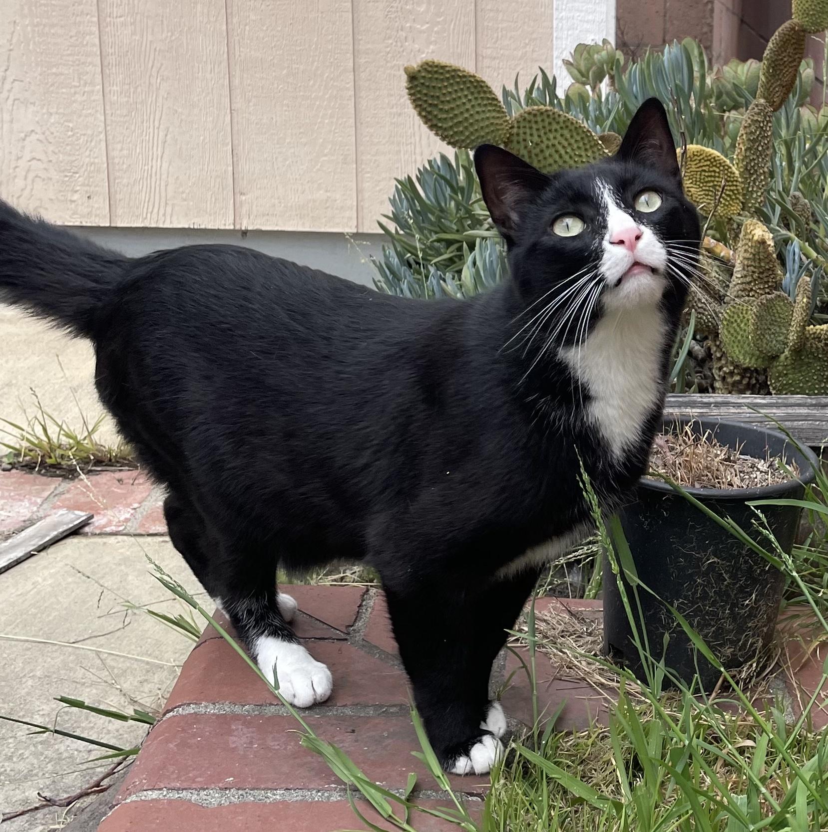 Cullen, a Adoptable mixed breed in Santa Monica, CA image 4/6