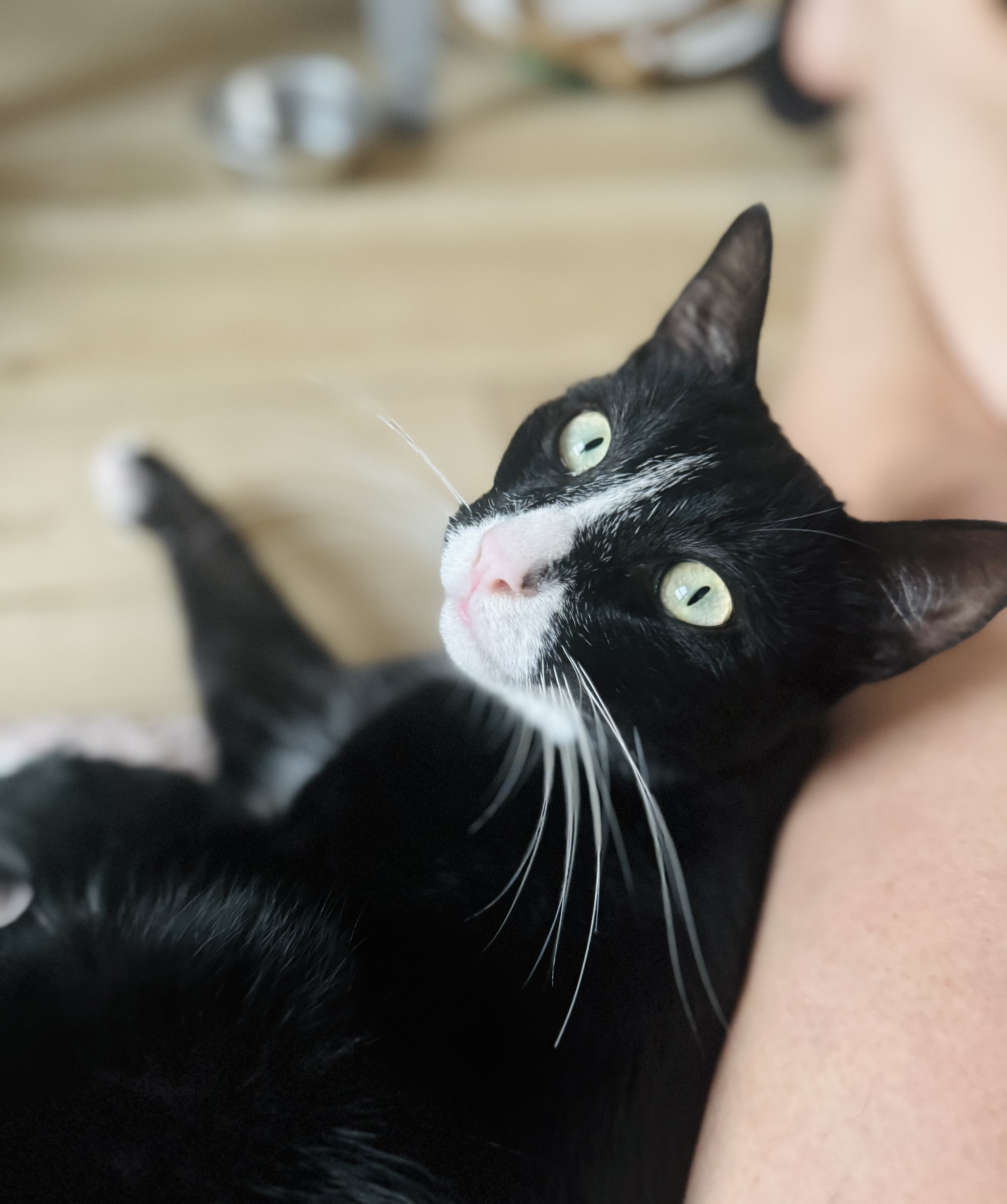 Cullen, Adoptable, Adult Male Tuxedo & Domestic Short Hair.