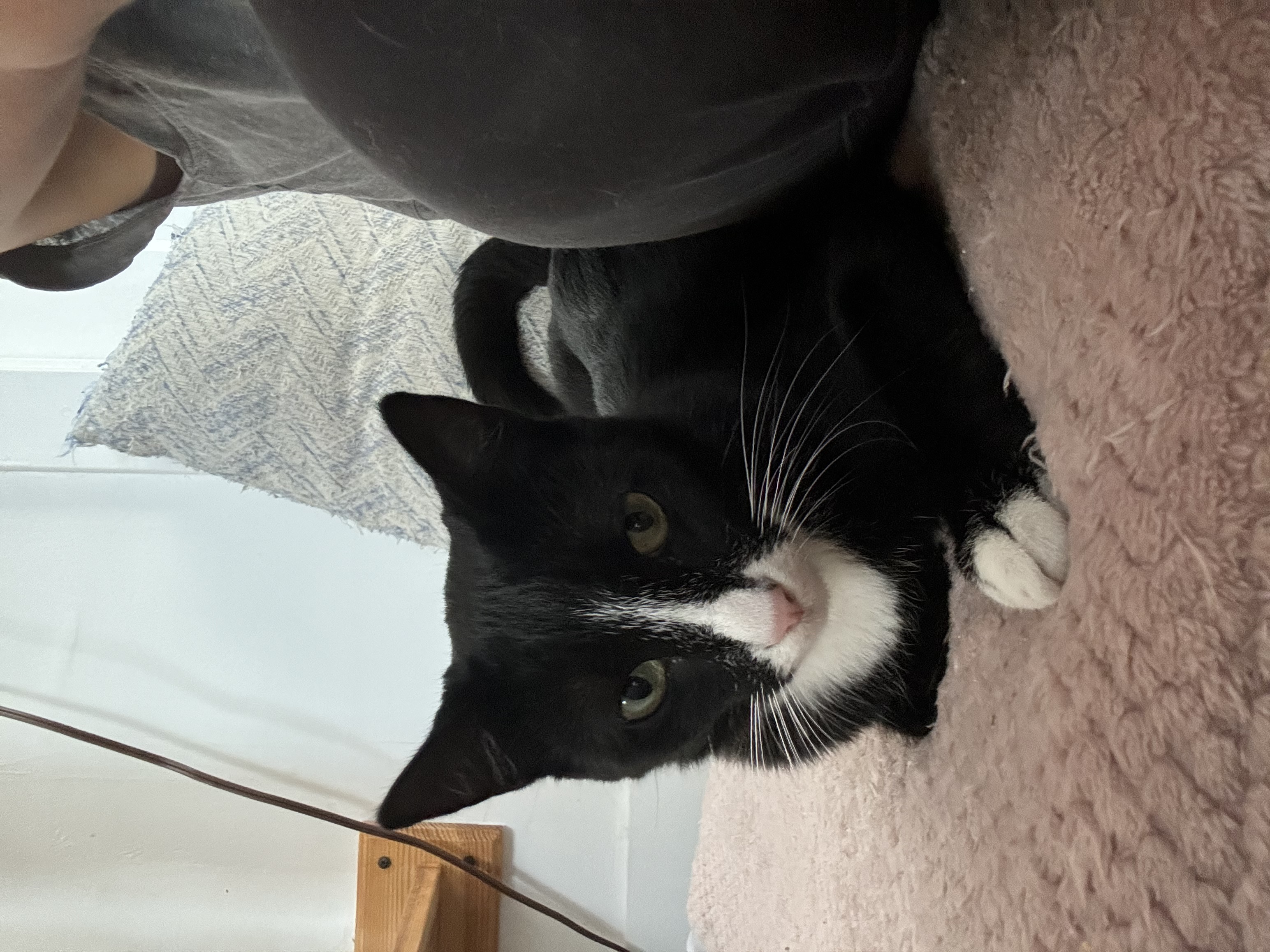 Cullen, a Adoptable mixed breed in Santa Monica, CA image 6/6