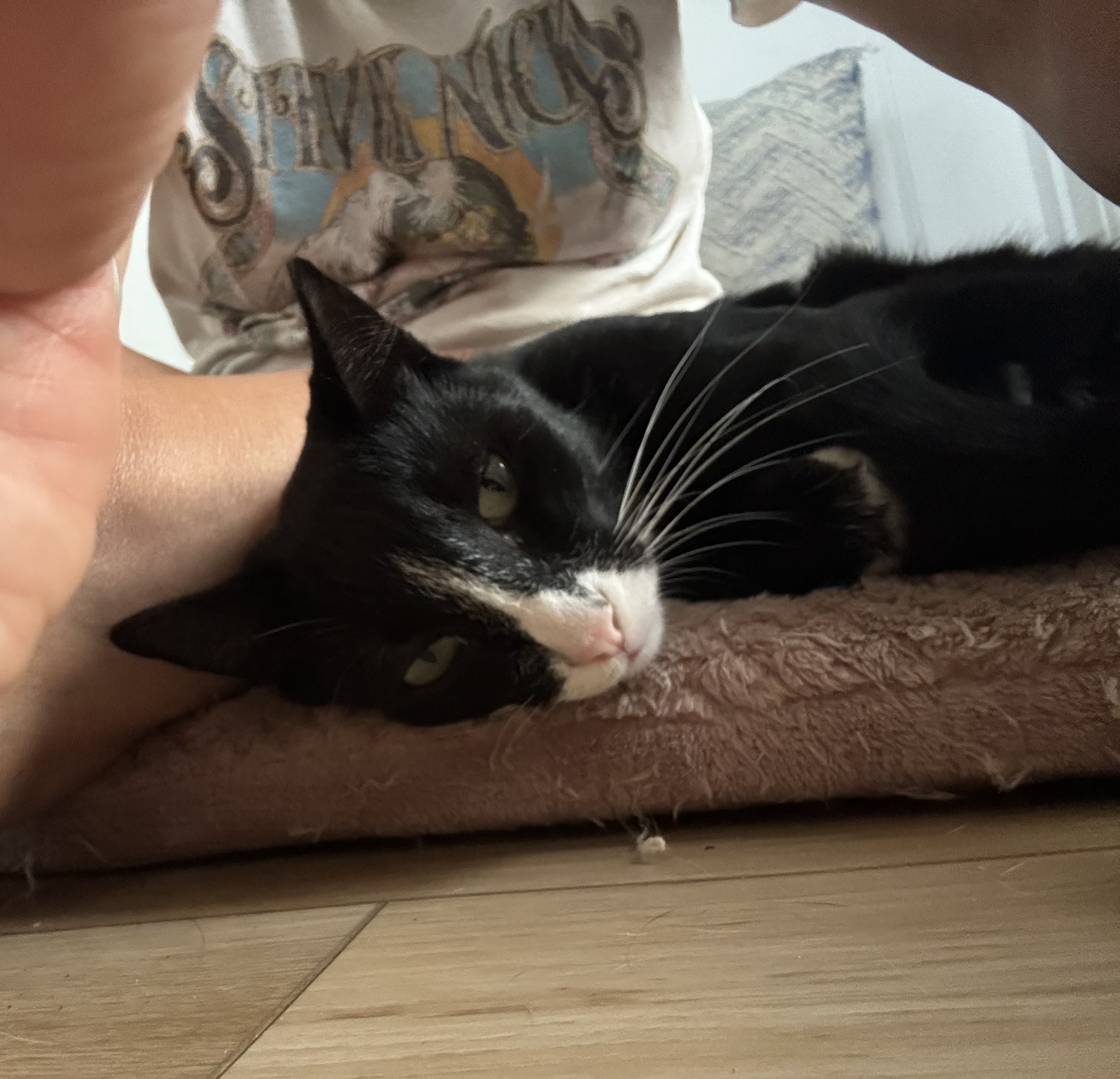 Cullen, a Adoptable mixed breed in Santa Monica, CA image 5/6