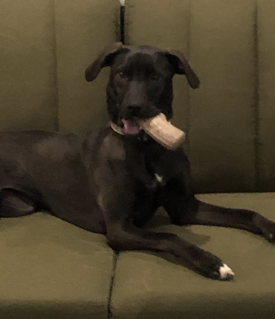 Enlarge Noemi, a Adoptable Black Labrador Retriever in Waldorf, MD image 1/6