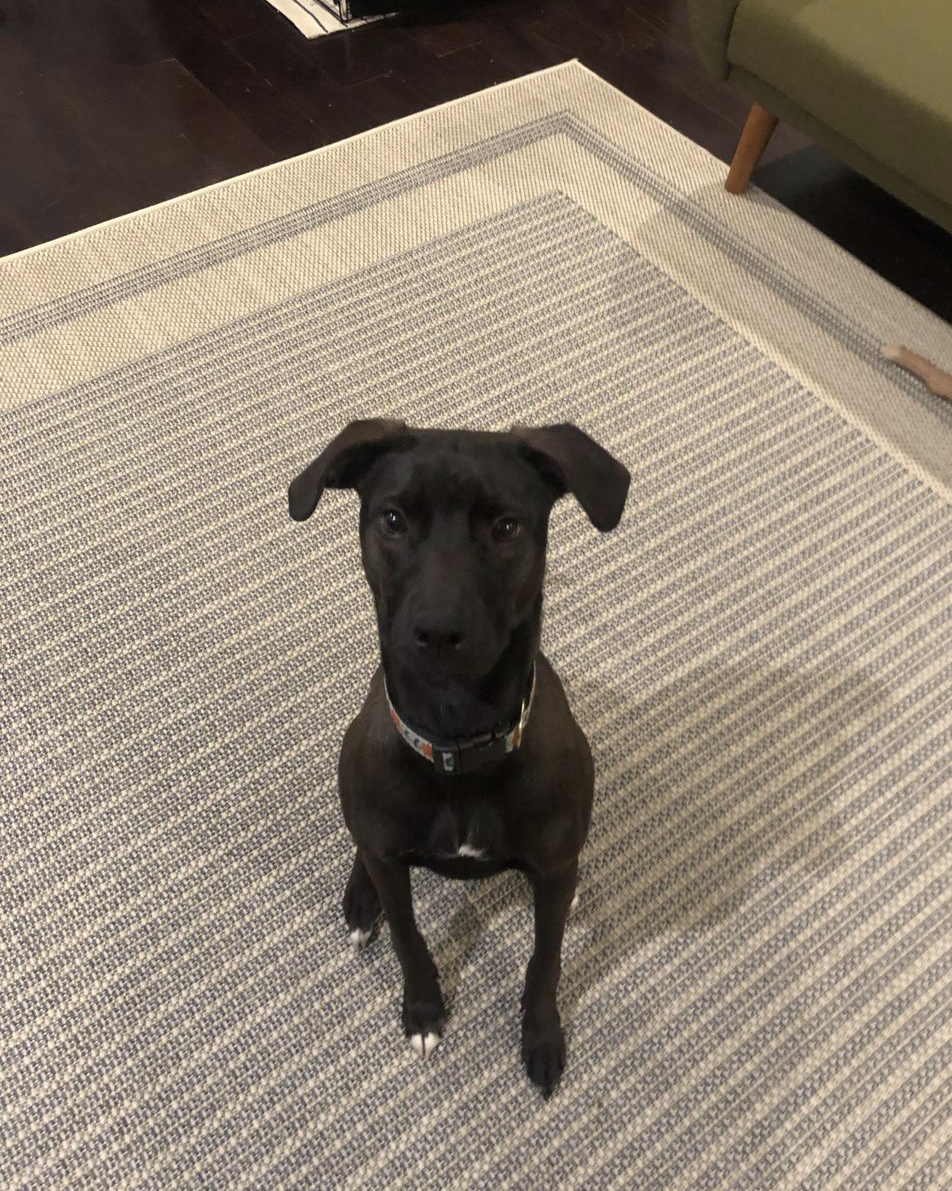 Enlarge Noemi, a Adoptable Black Labrador Retriever in Waldorf, MD image 2/6