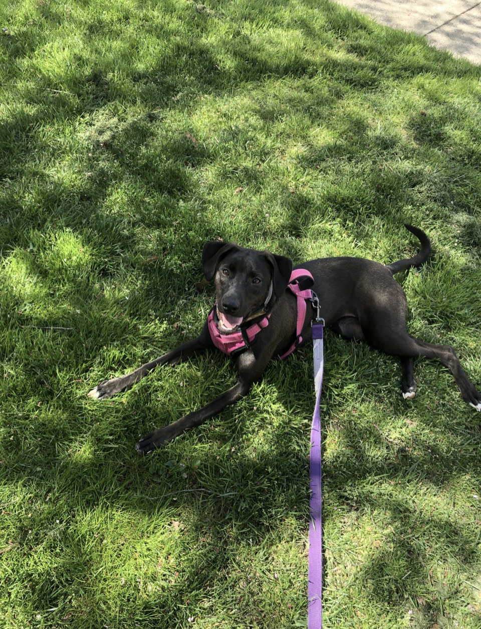 Enlarge Noemi, a Adoptable Black Labrador Retriever in Waldorf, MD image 3/6
