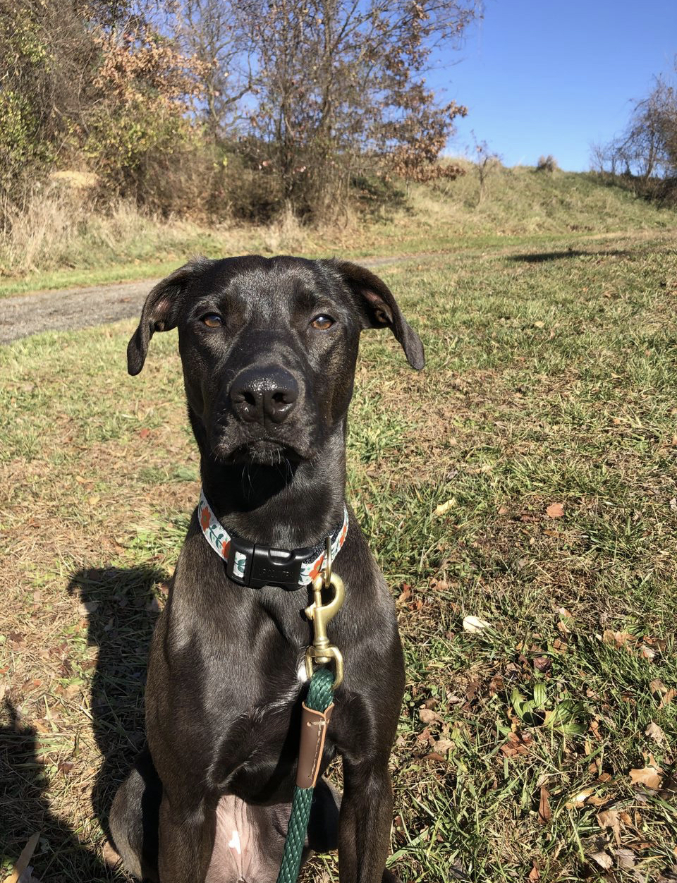 Enlarge Noemi, a Adoptable Black Labrador Retriever in Waldorf, MD image 4/6